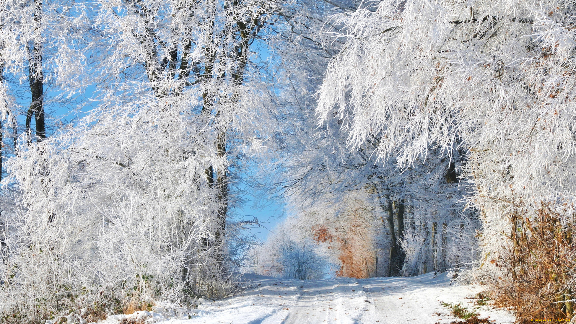природа, зима, деревья, снег