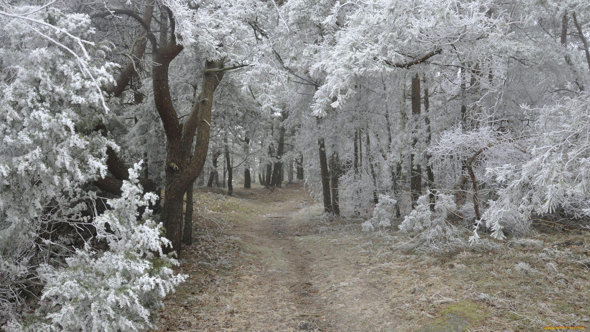 природа, зима, дорога, иней, лес