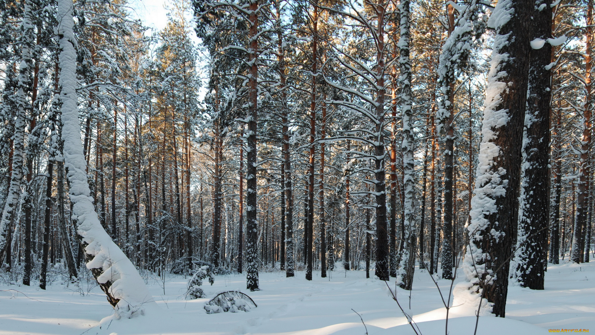 природа, зима, лес, снег