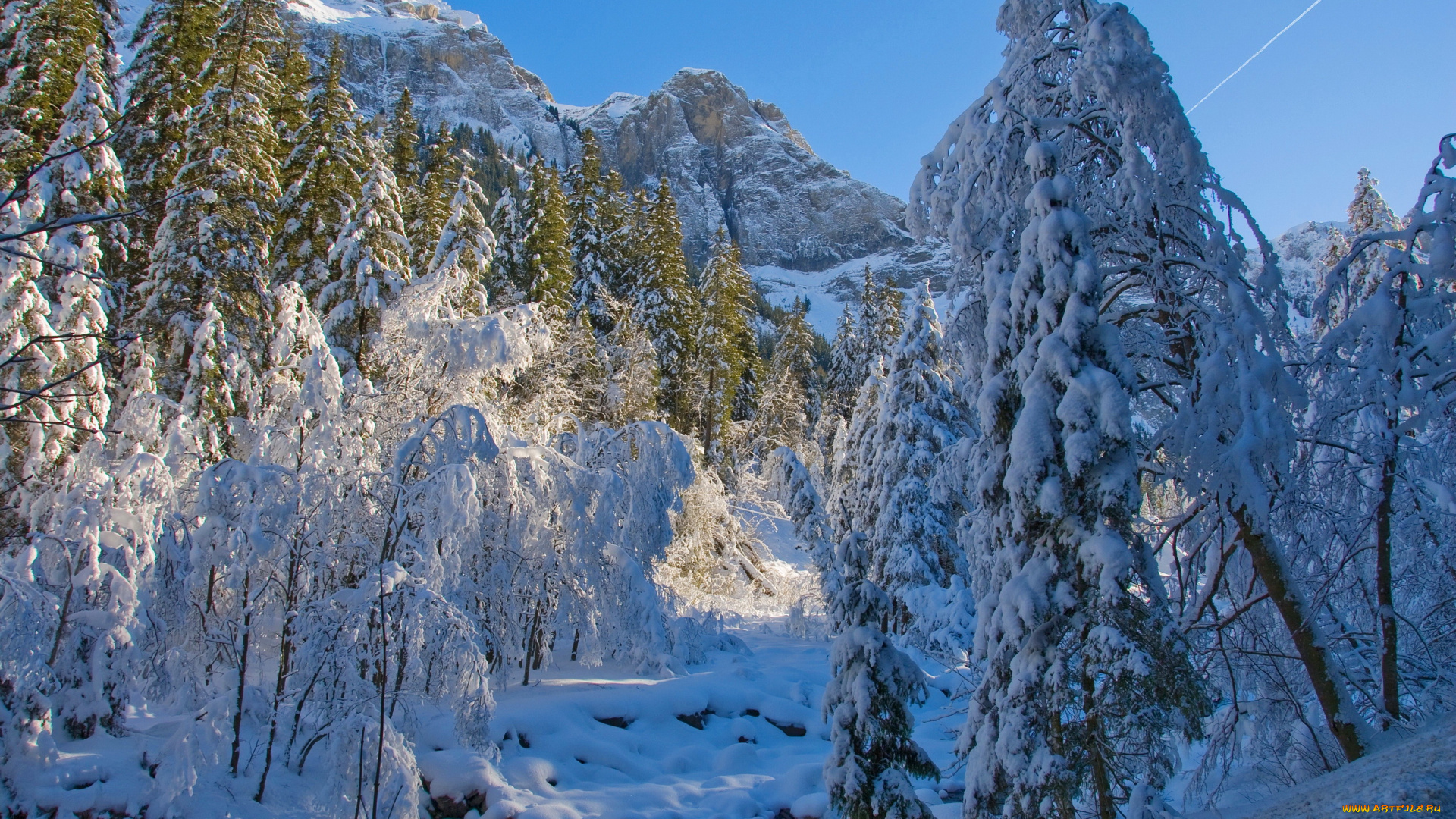 природа, зима, лес, снег, ели