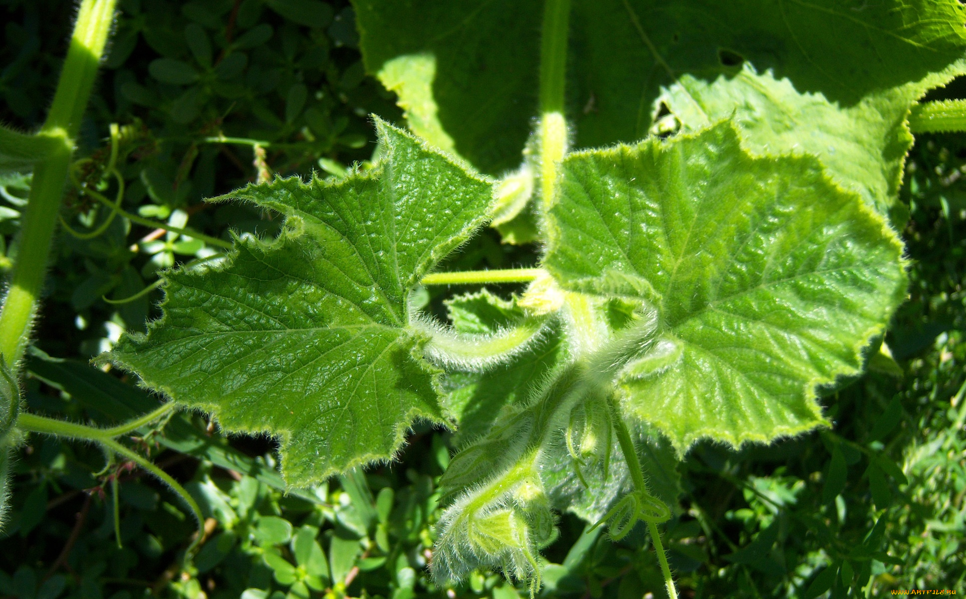 природа, листья