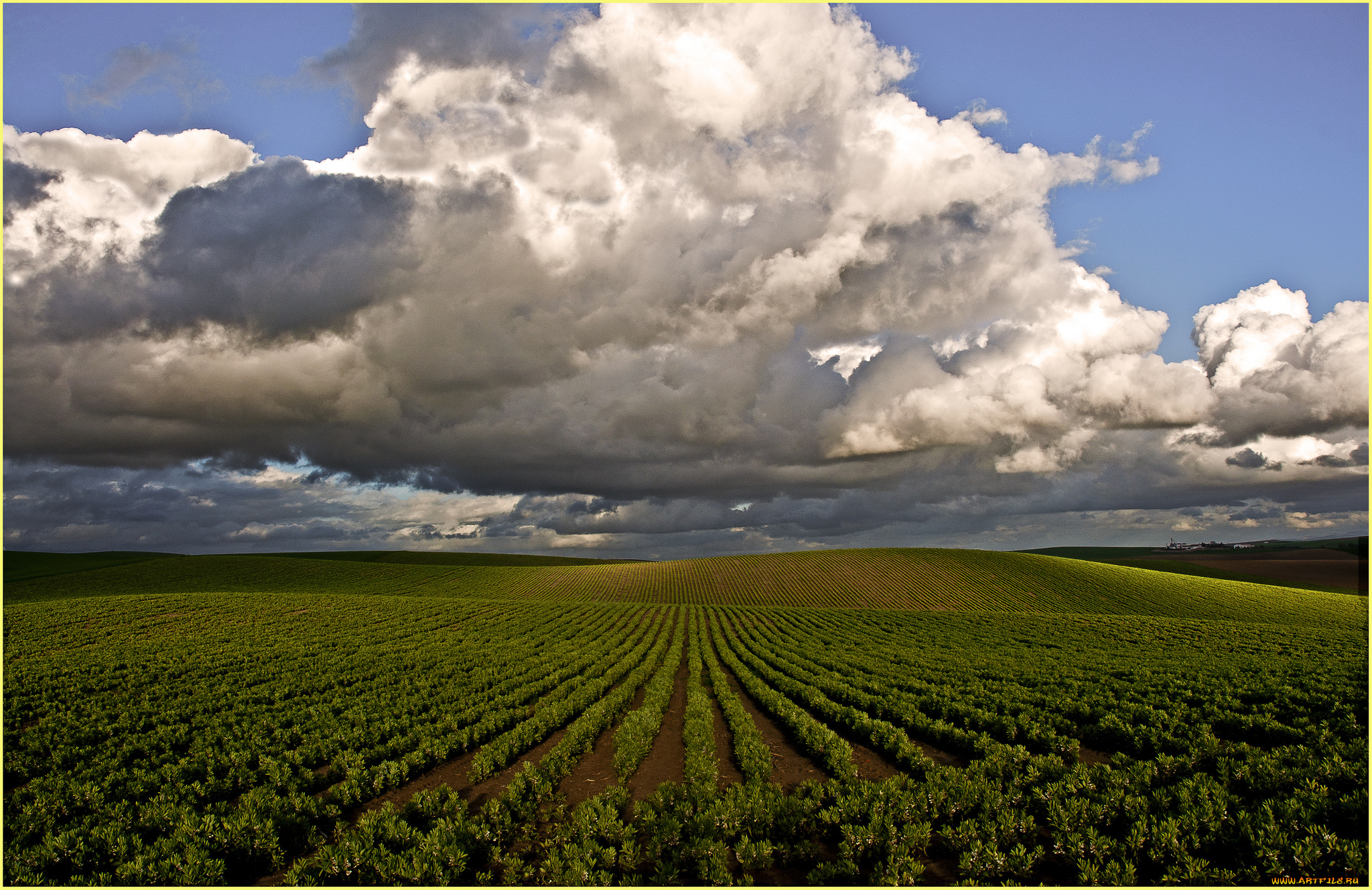 природа, поля, горизонт, облака, посевы, поле