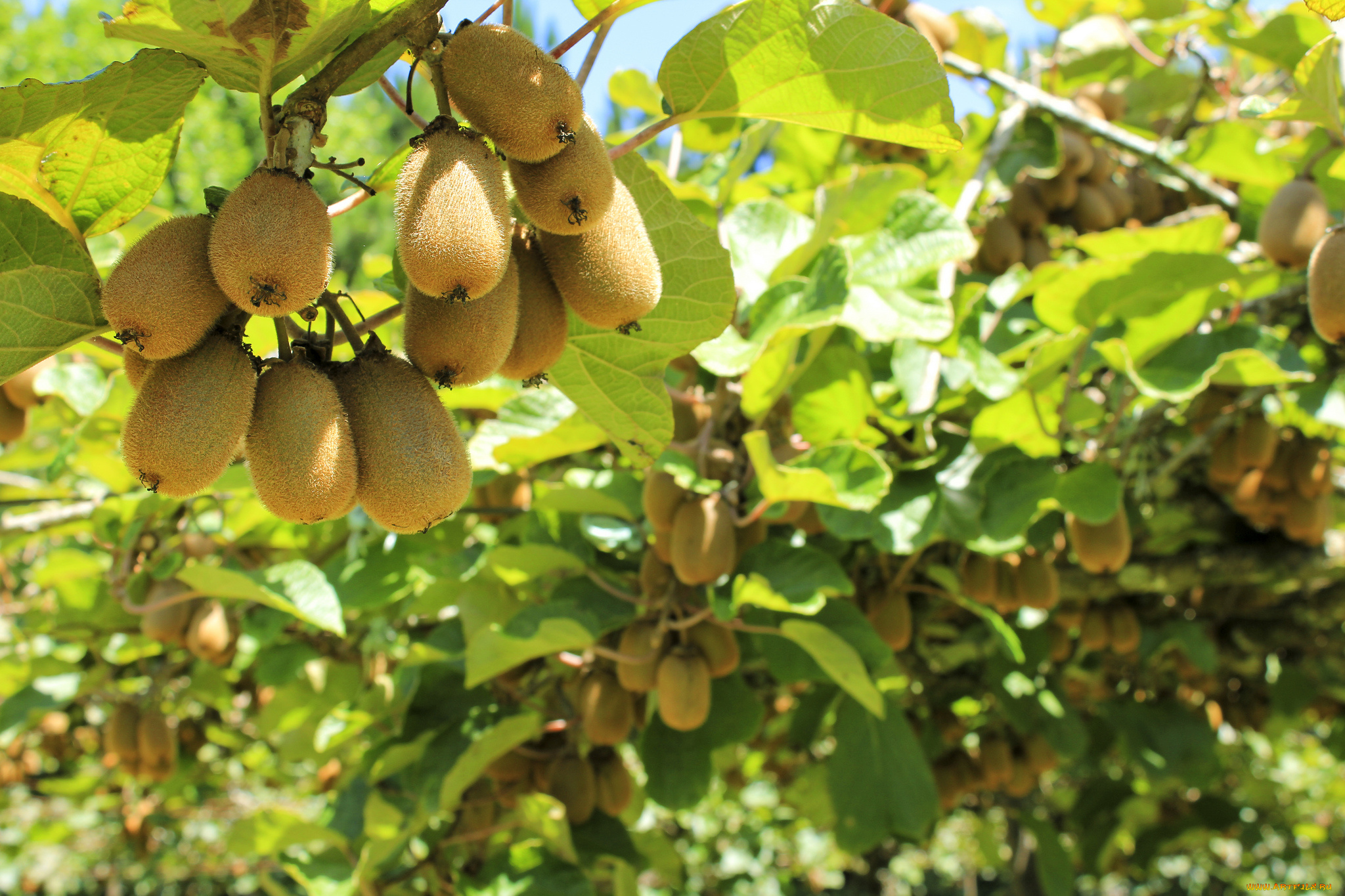 природа, плоды, дерево, ветки, листва, киви