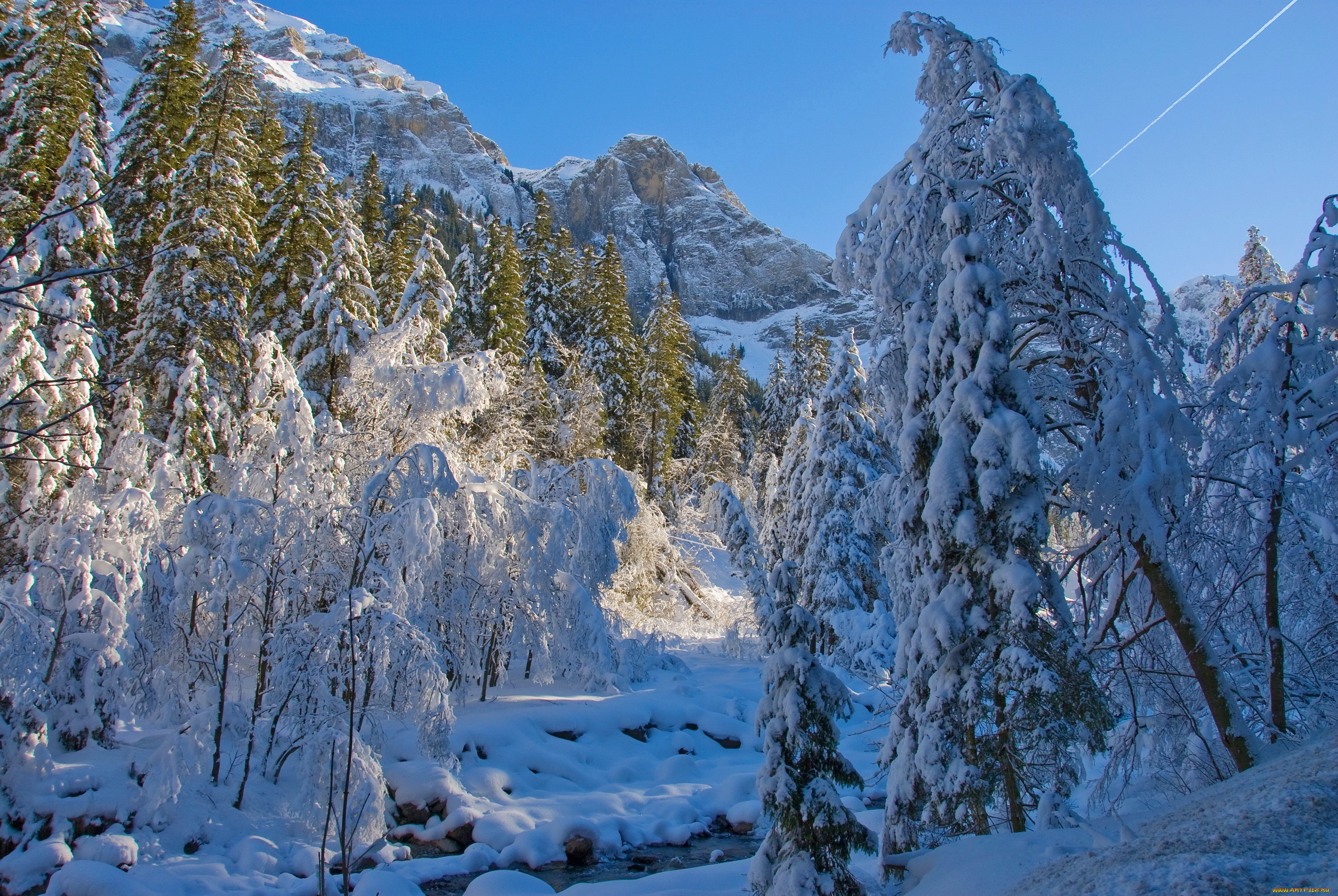 природа, зима, лес, снег, ели