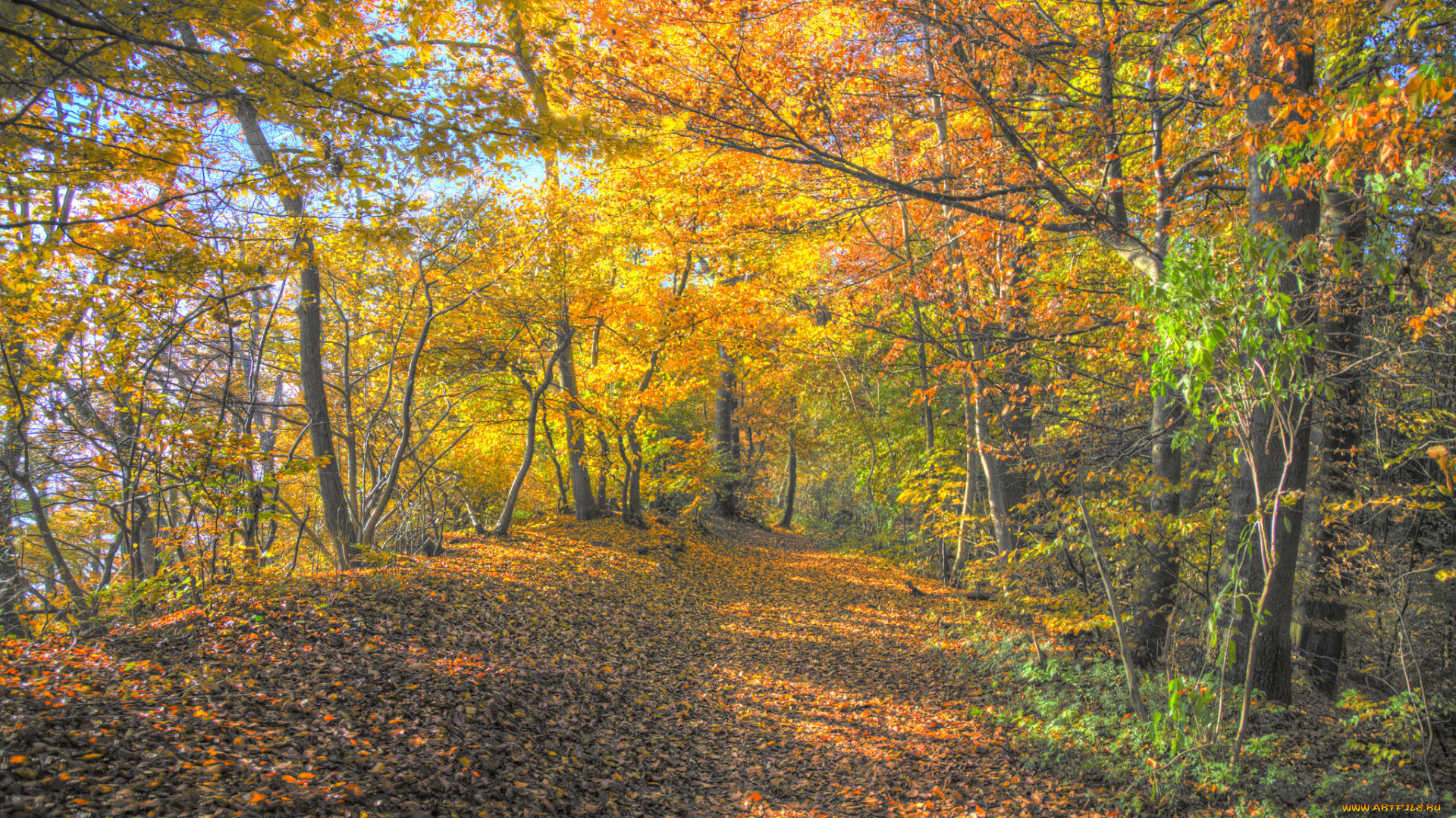 природа, дороги, осень, лес