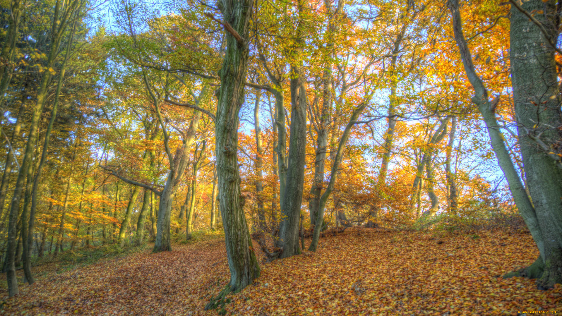 природа, лес, осень