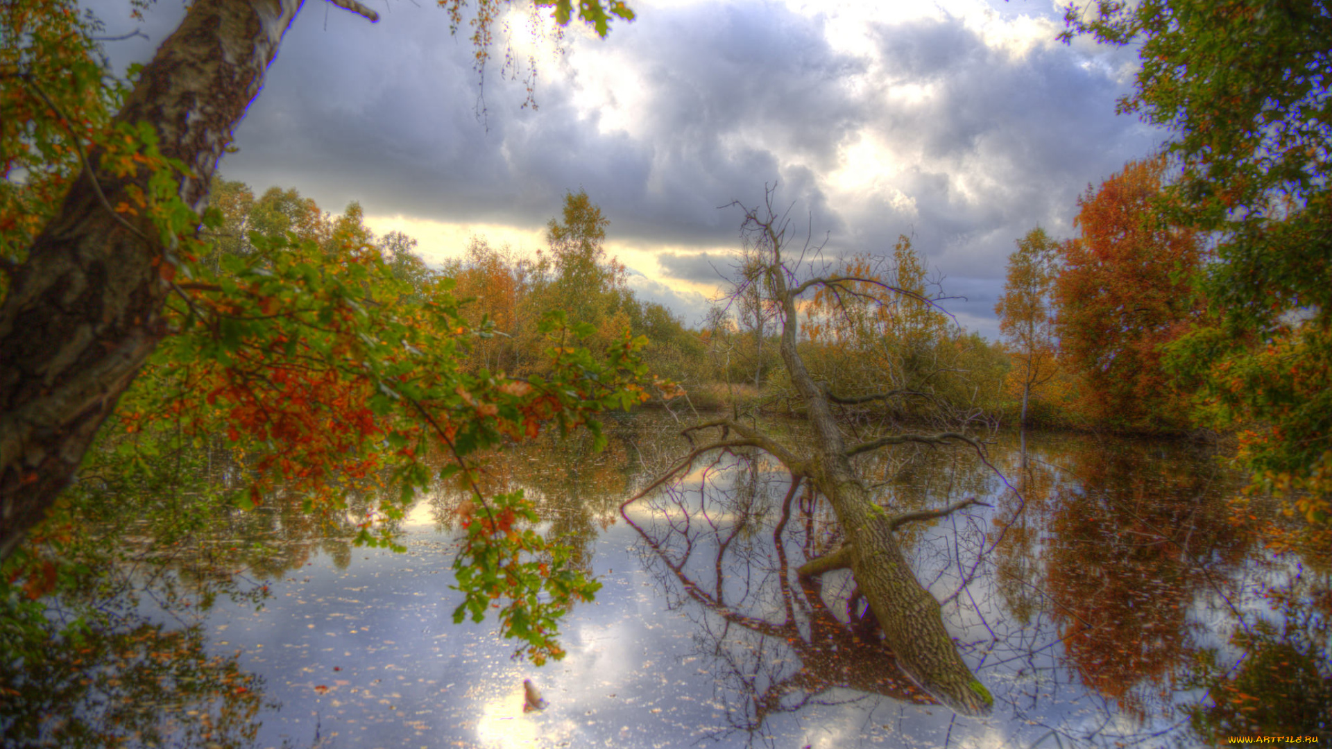 природа, реки, озера, река, лес