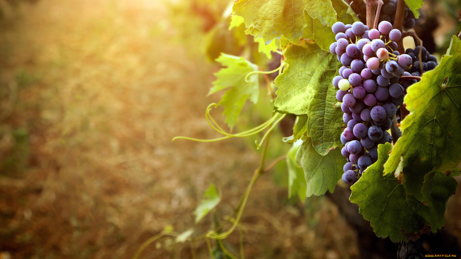 природа, Ягоды, , виноград, незрелый