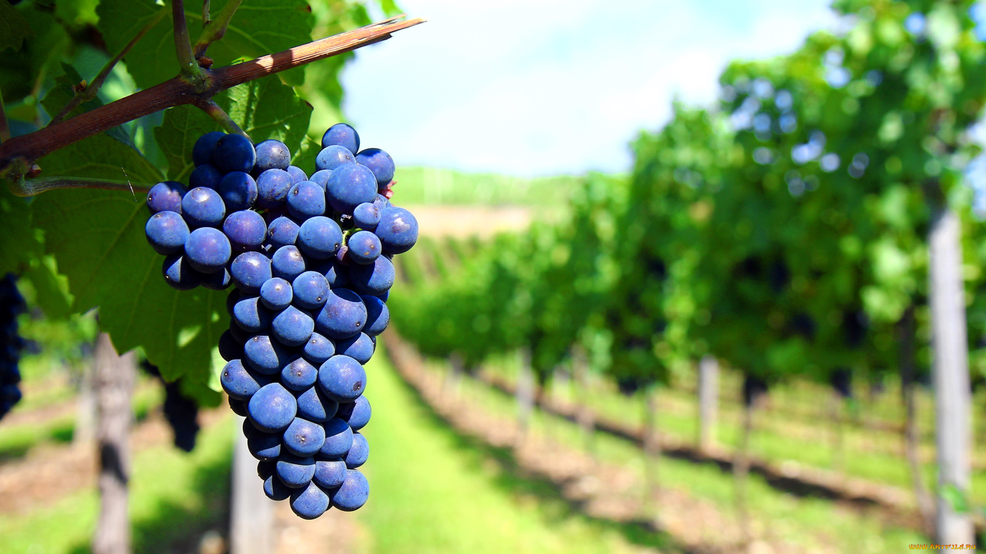природа, Ягоды, , виноград, виноградник, гроздь