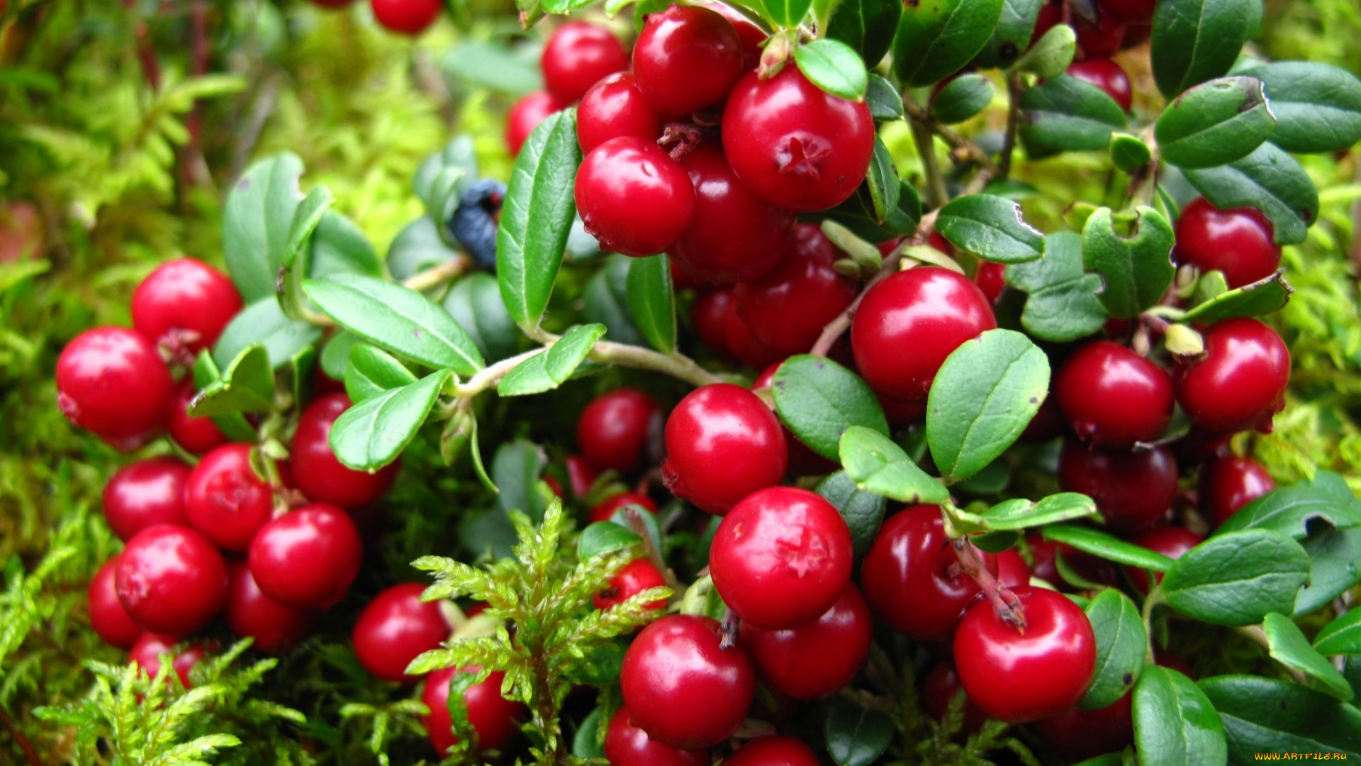 природа, Ягоды, брусника