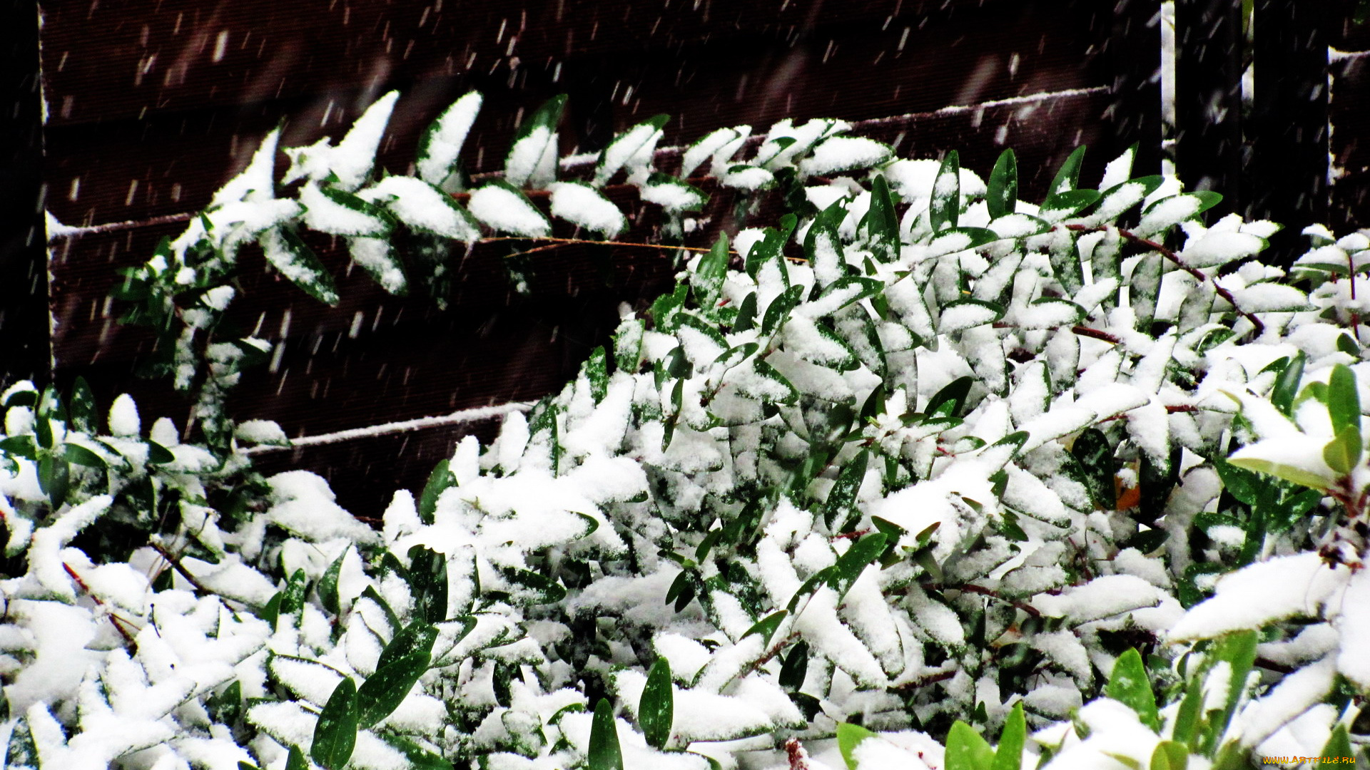 природа, зима, снег