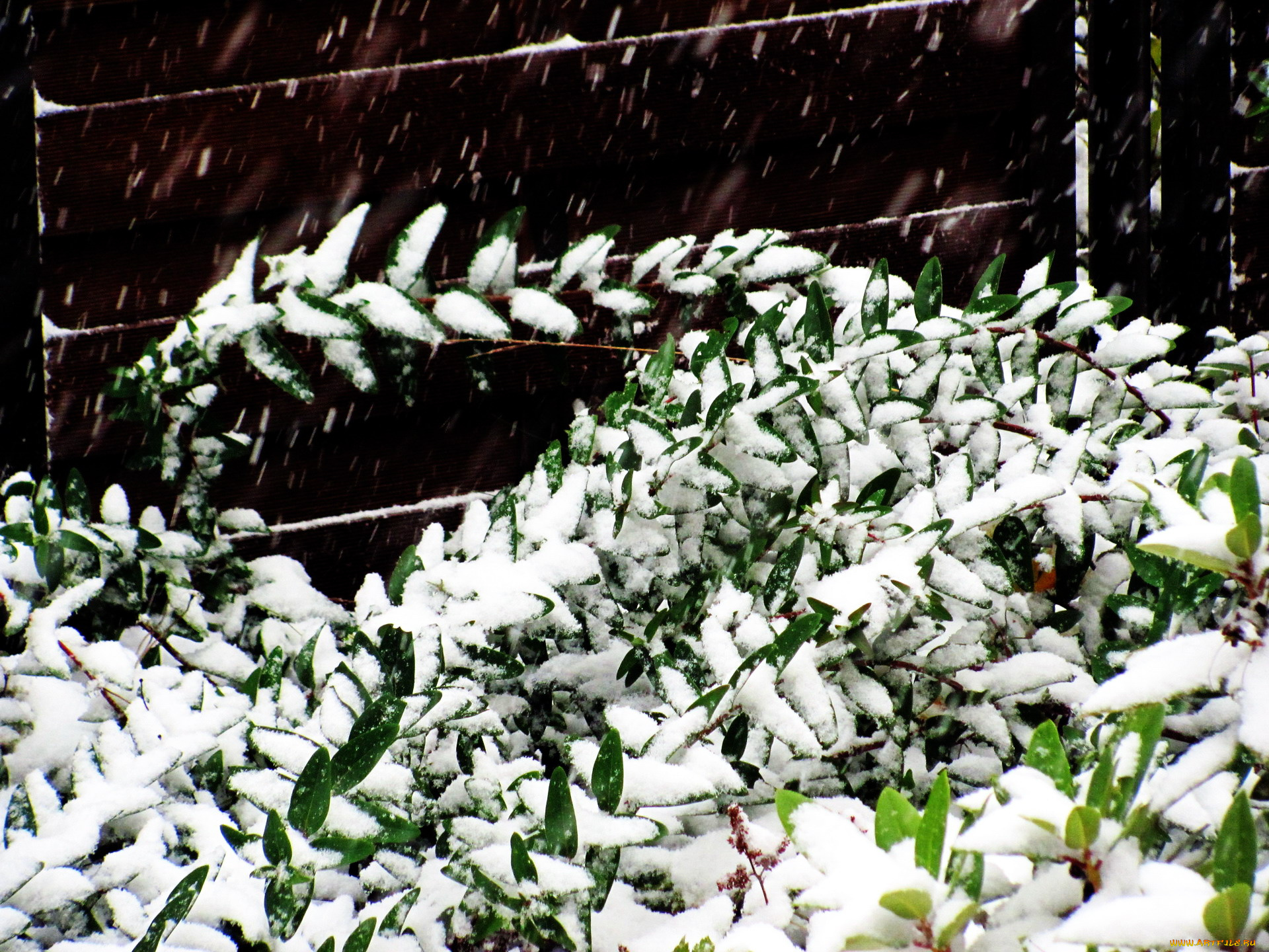 природа, зима, снег