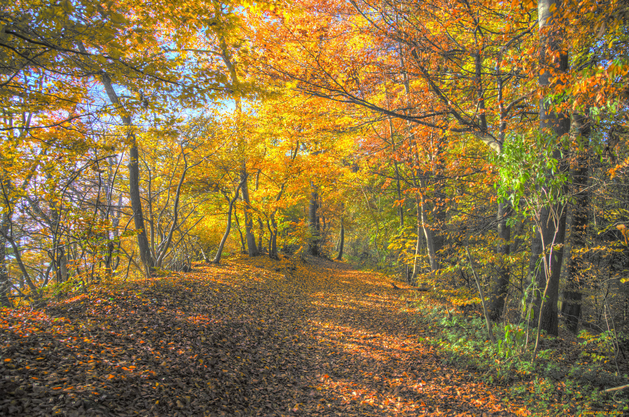 природа, дороги, осень, лес