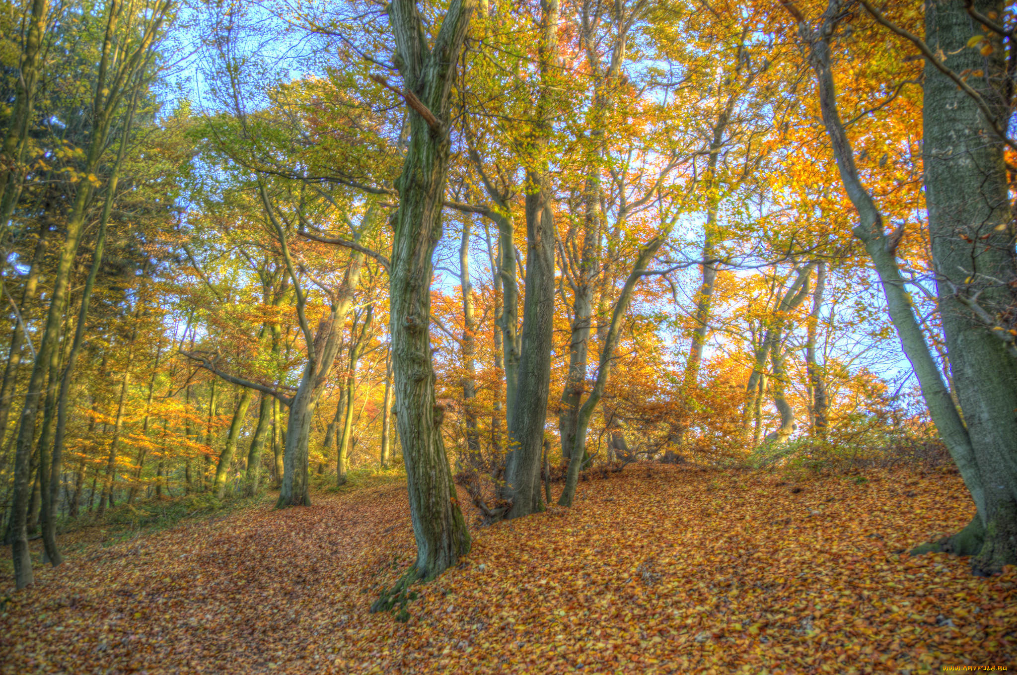 природа, лес, осень