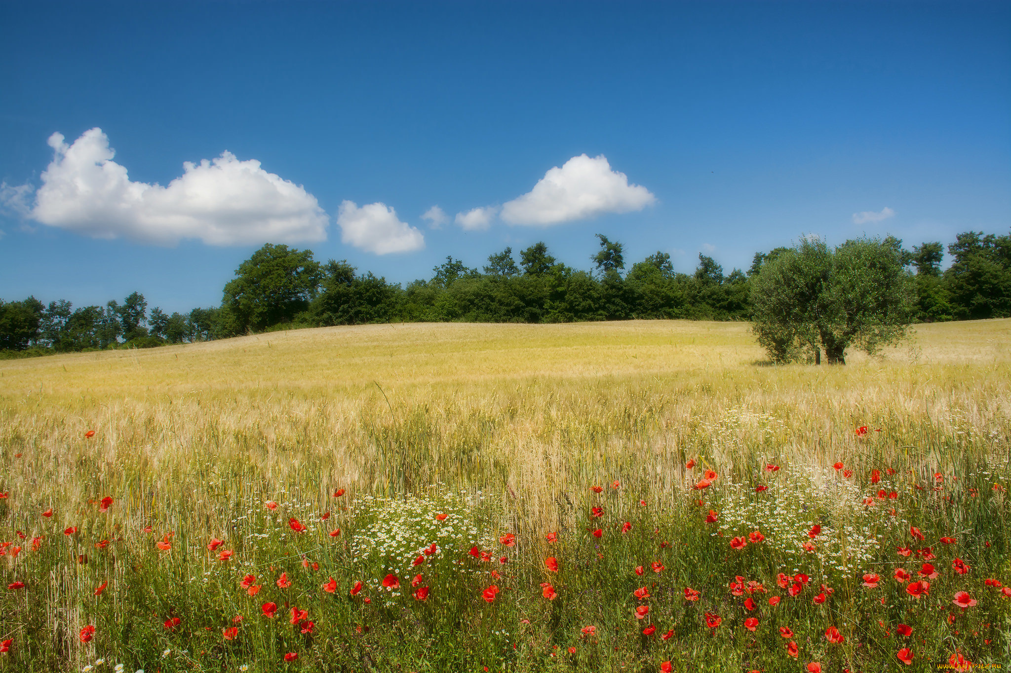 природа, поля, деревья, цветы, маки, поле, италия, кампанья
