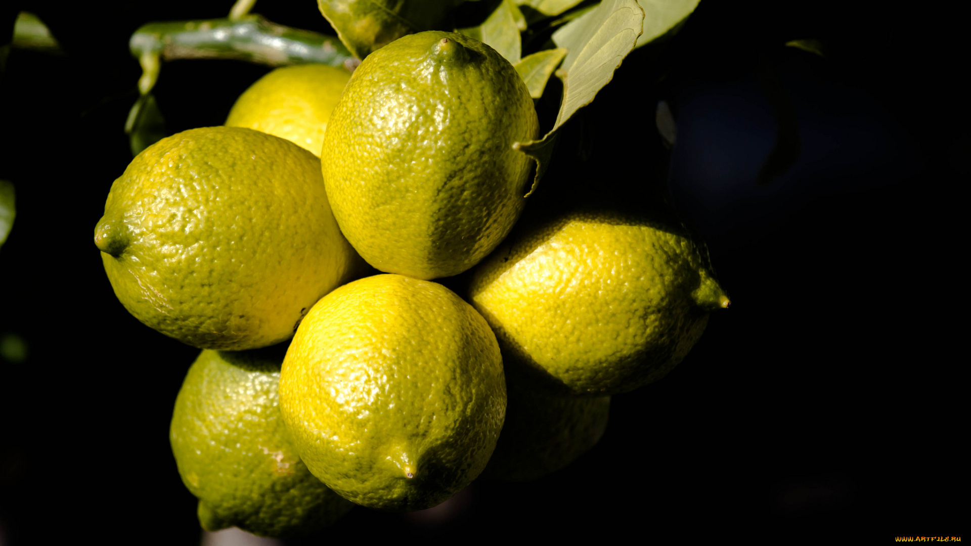 еда, цитрусы, лимоны