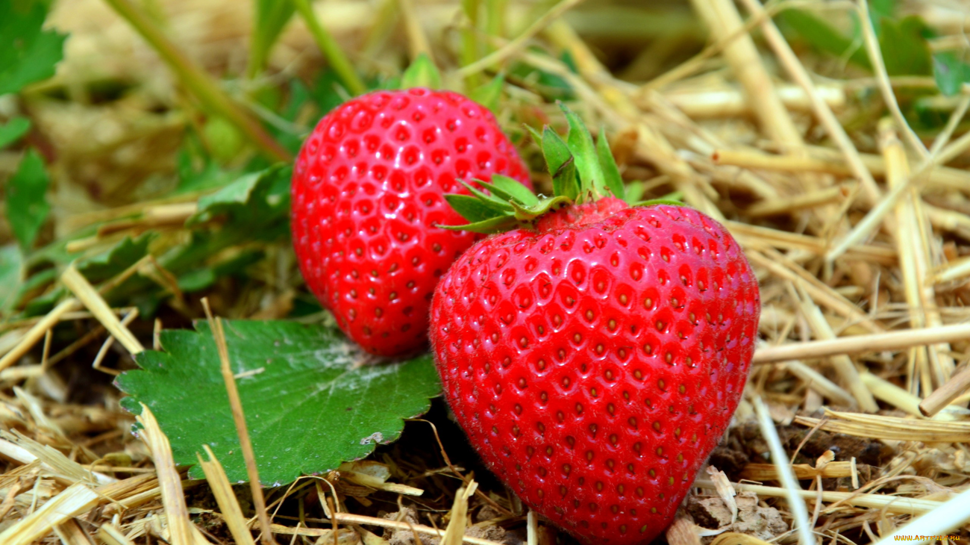 еда, клубника, , земляника, ягоды