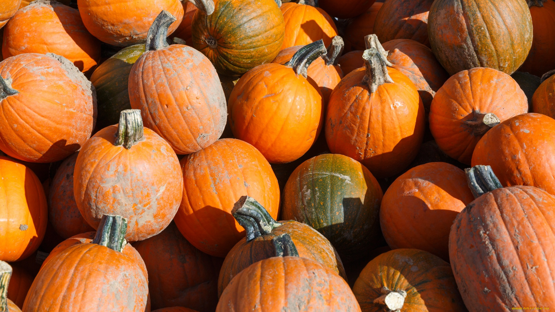 еда, тыква, тыквы