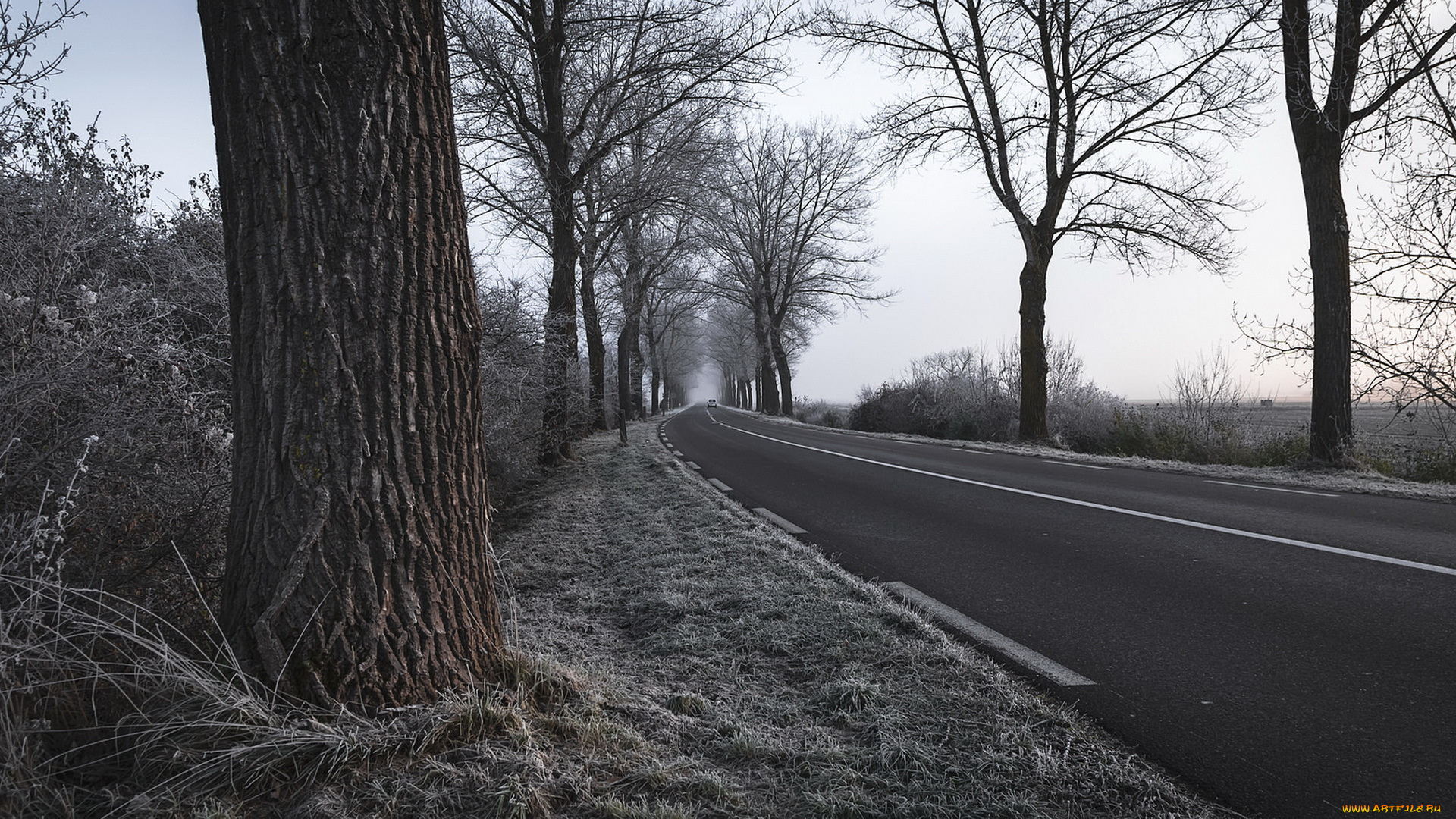 природа, дороги, деревья, дорога