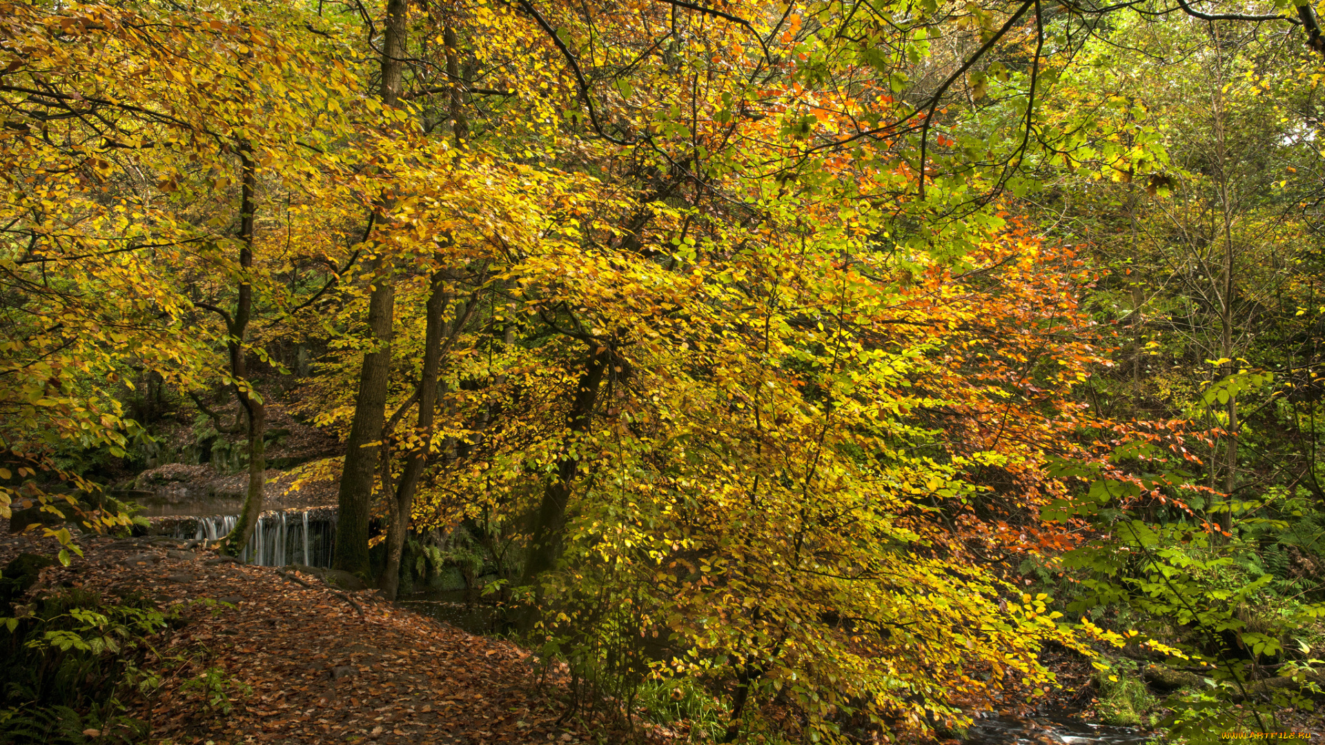 природа, лес, деревья