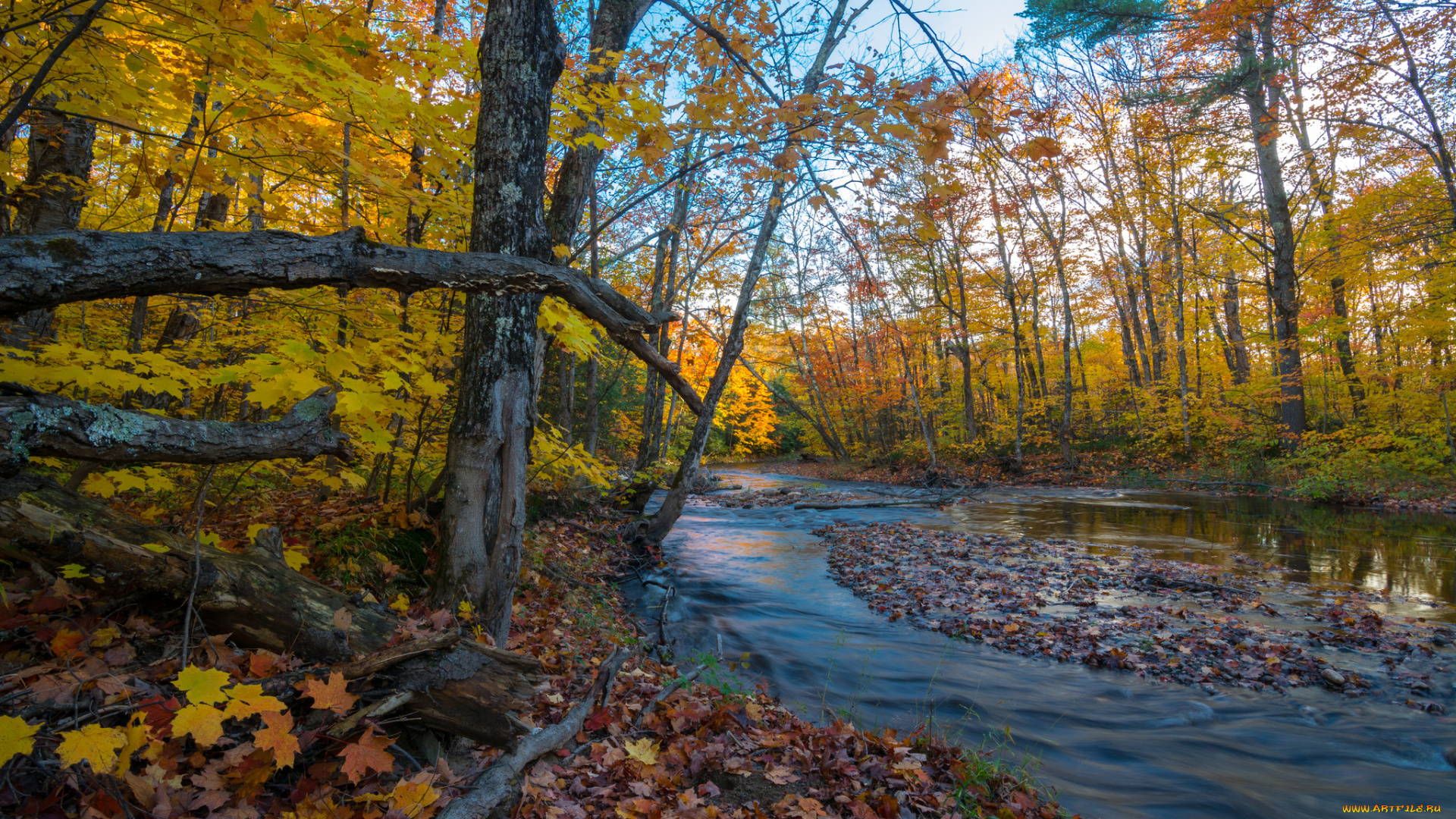 природа, реки, озера, лес, река