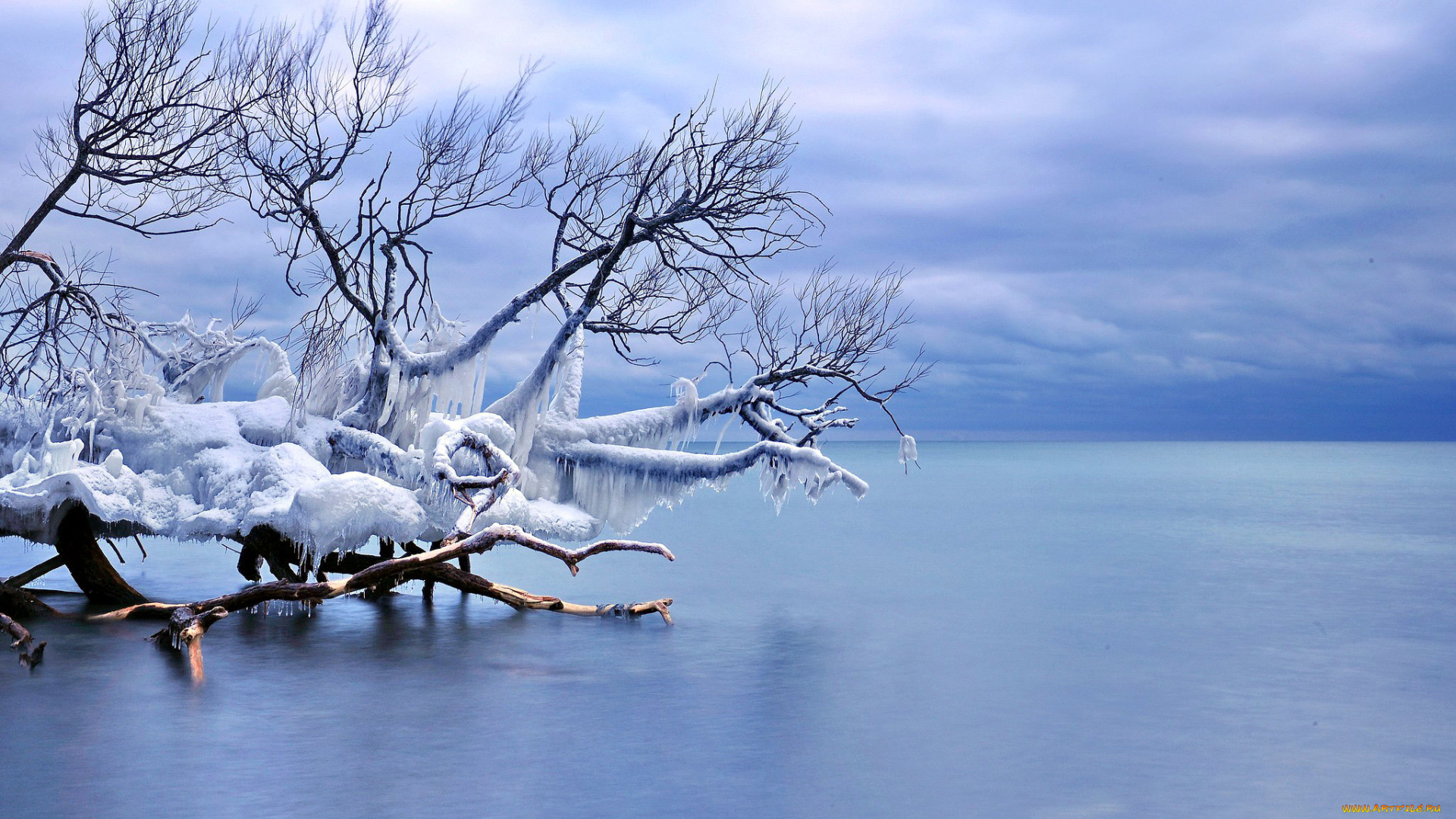 природа, зима, лед, дерево