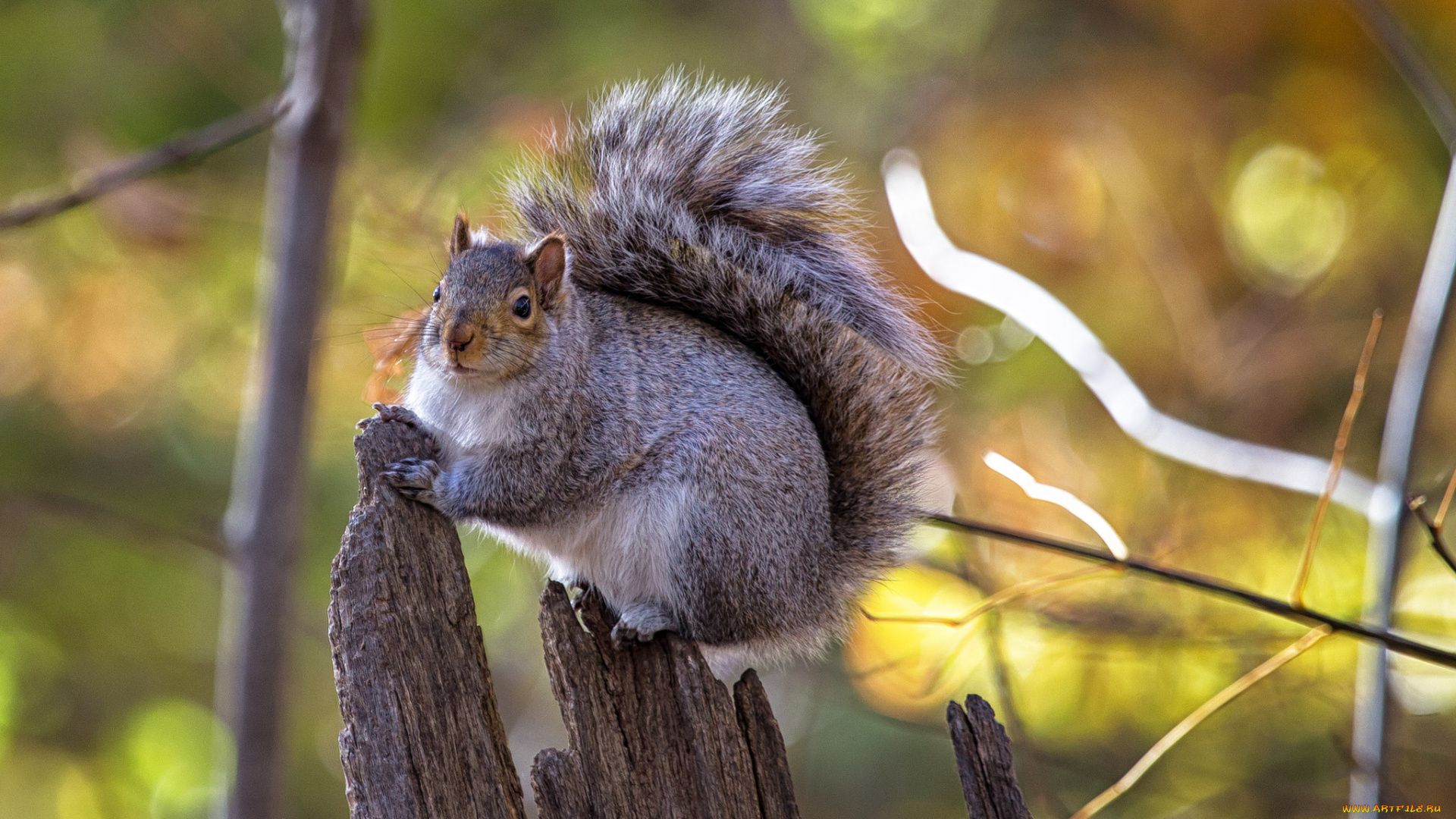 животные, белки, белка