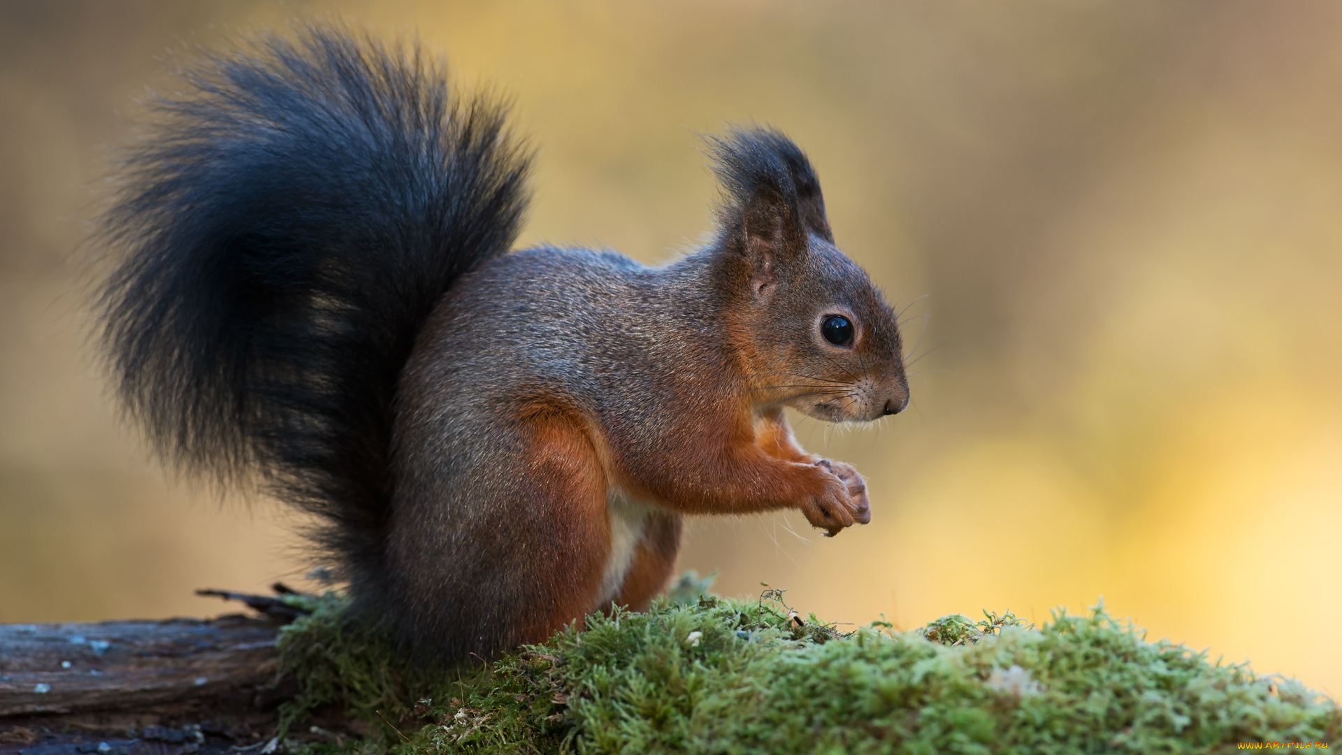 животные, белки, белка