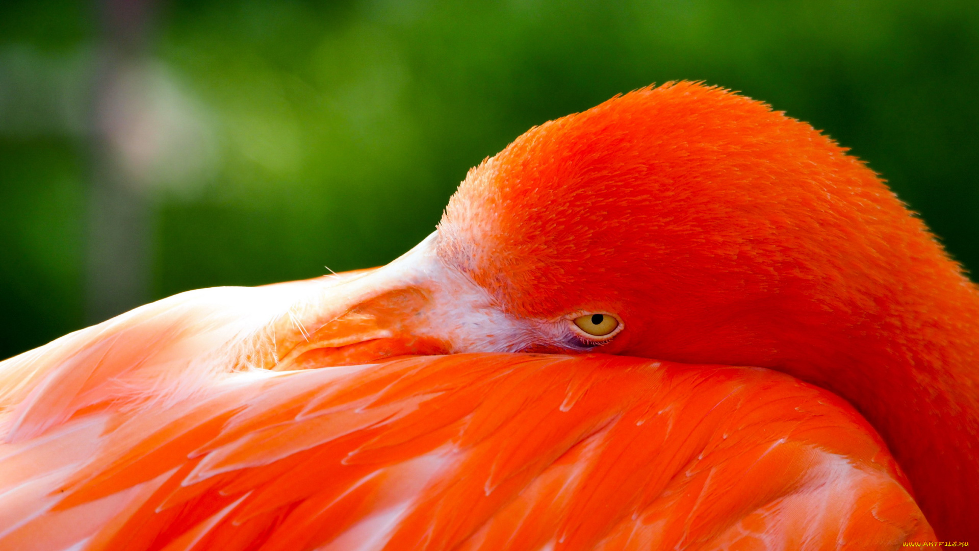 животные, фламинго, розовый