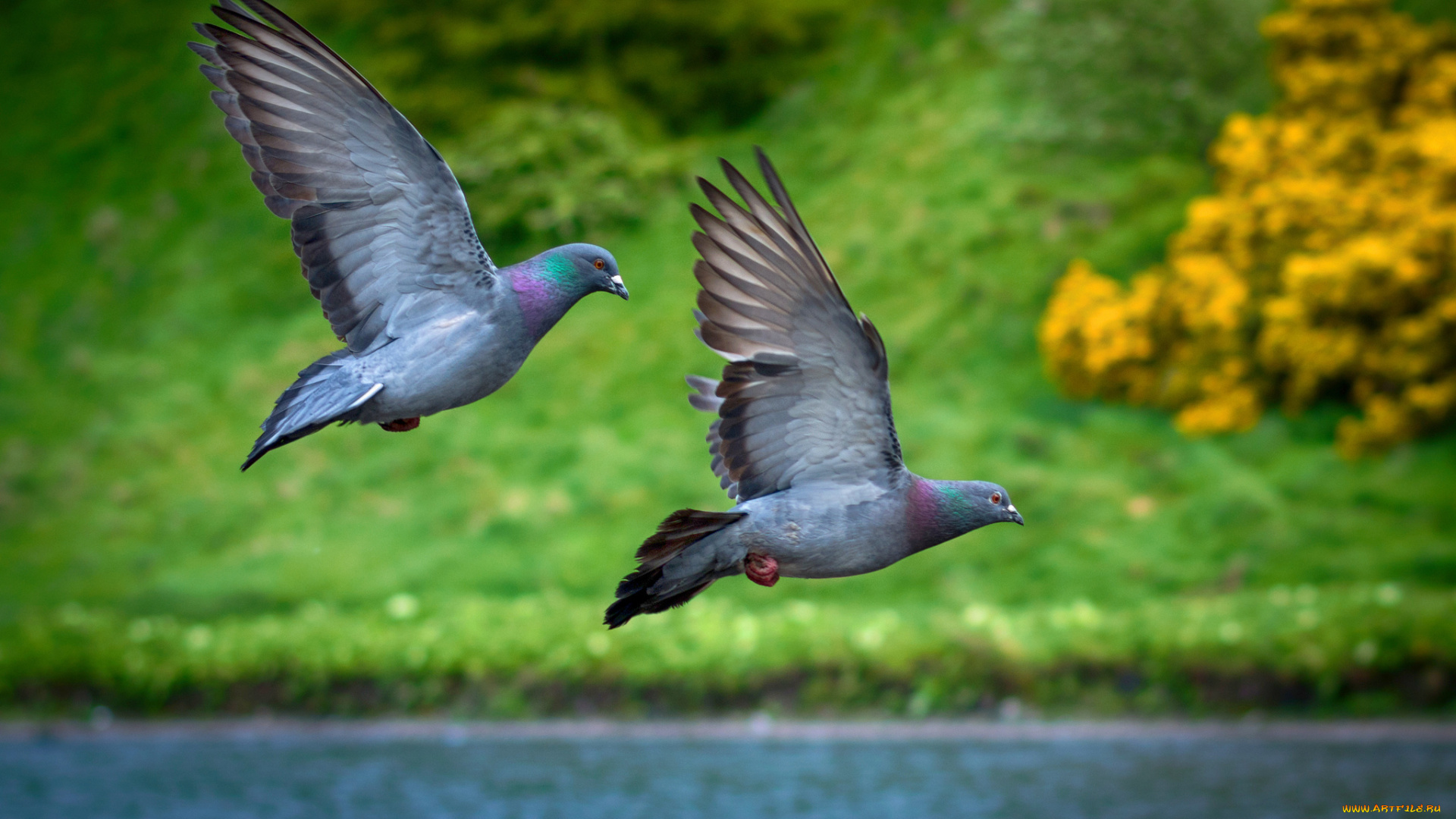животные, голуби, озеро, трава, полет
