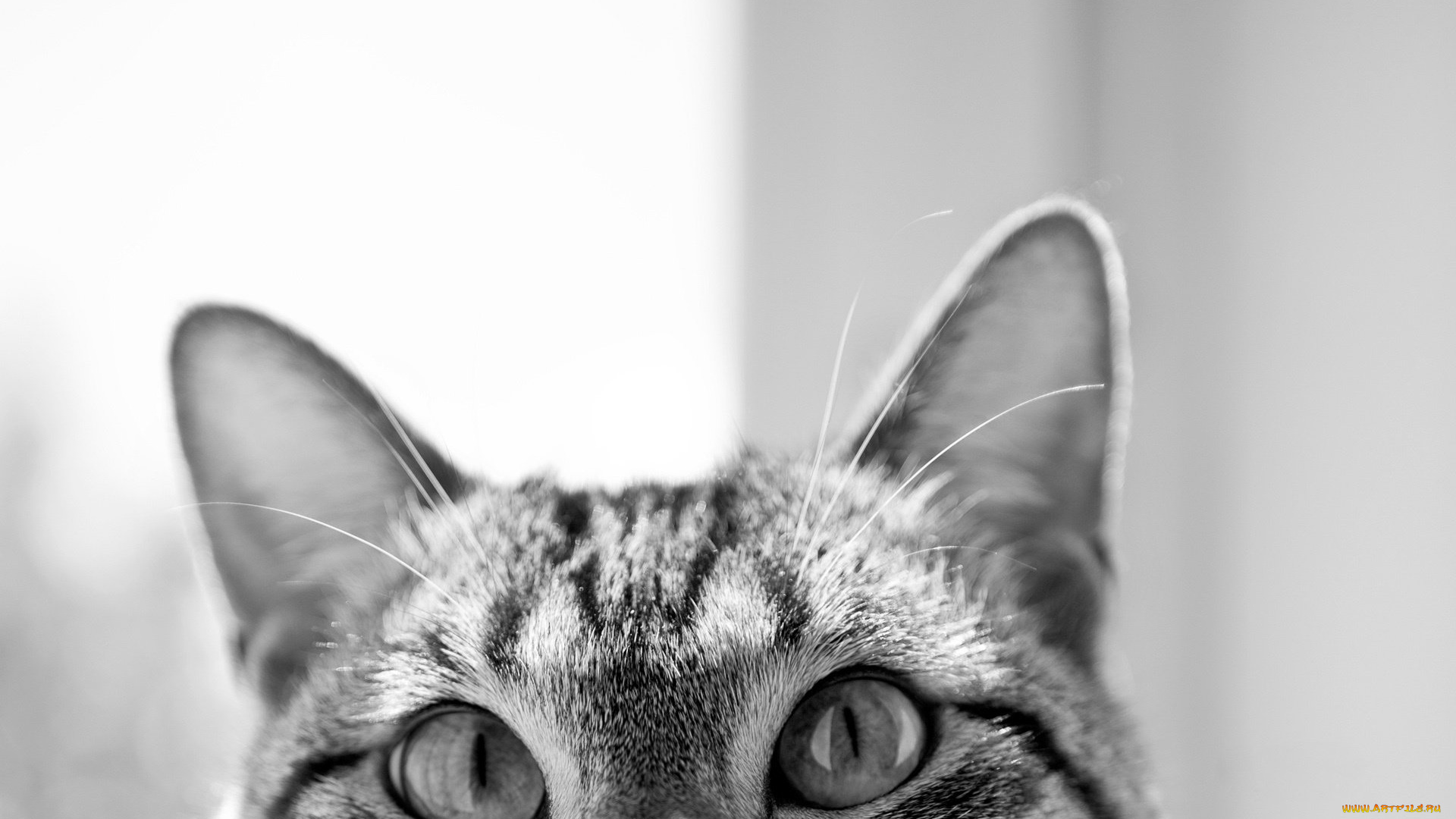 животные, коты, уши, глаза, кошка, кот