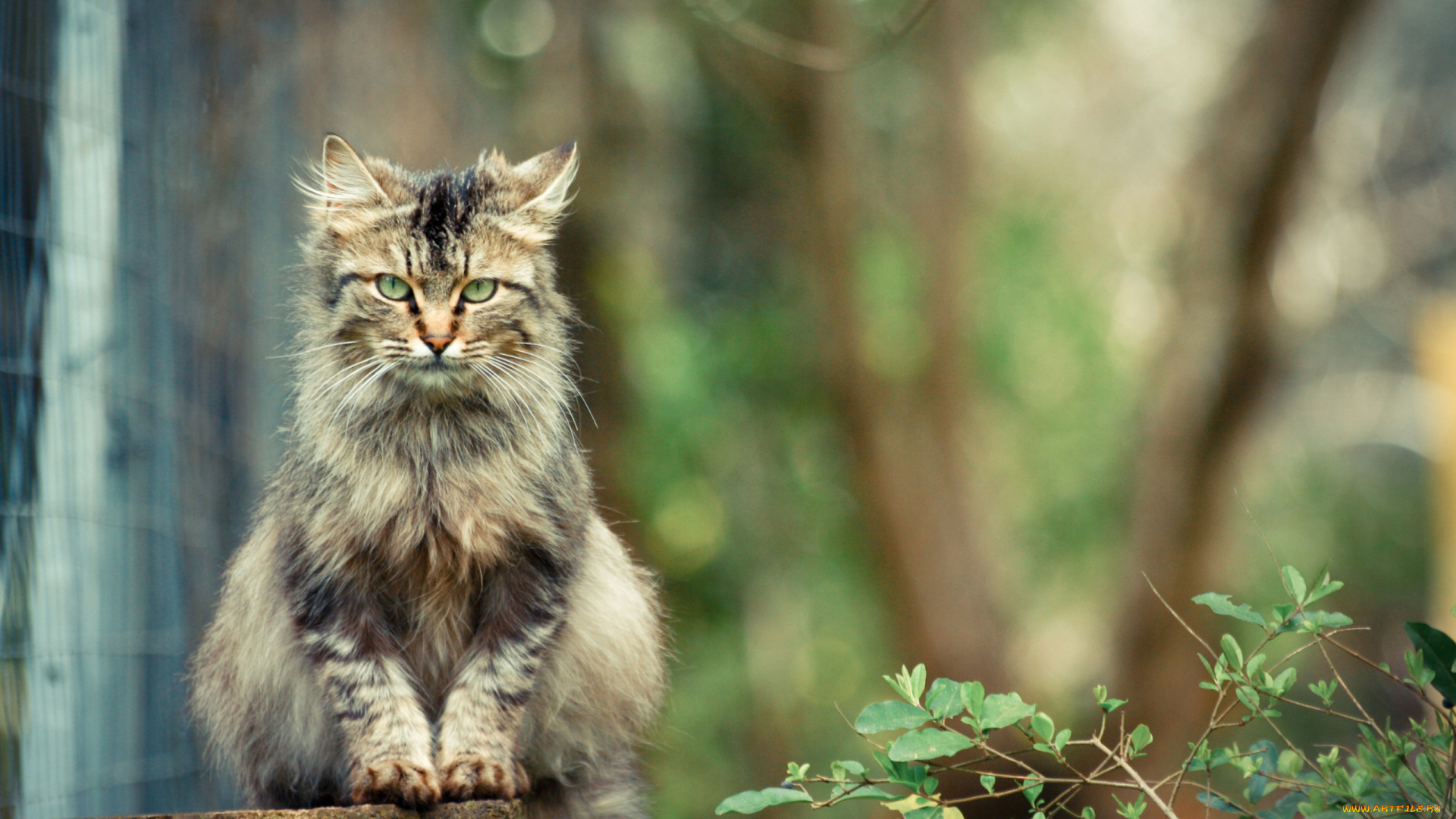 животные, коты, ветка, сад, кот