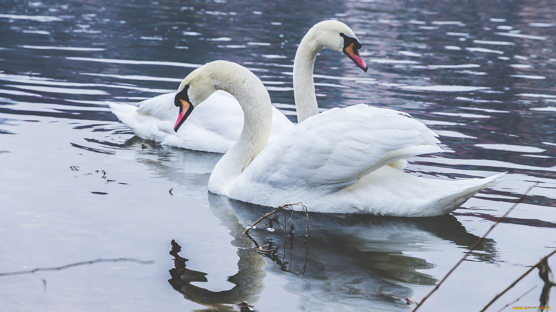 животные, лебеди