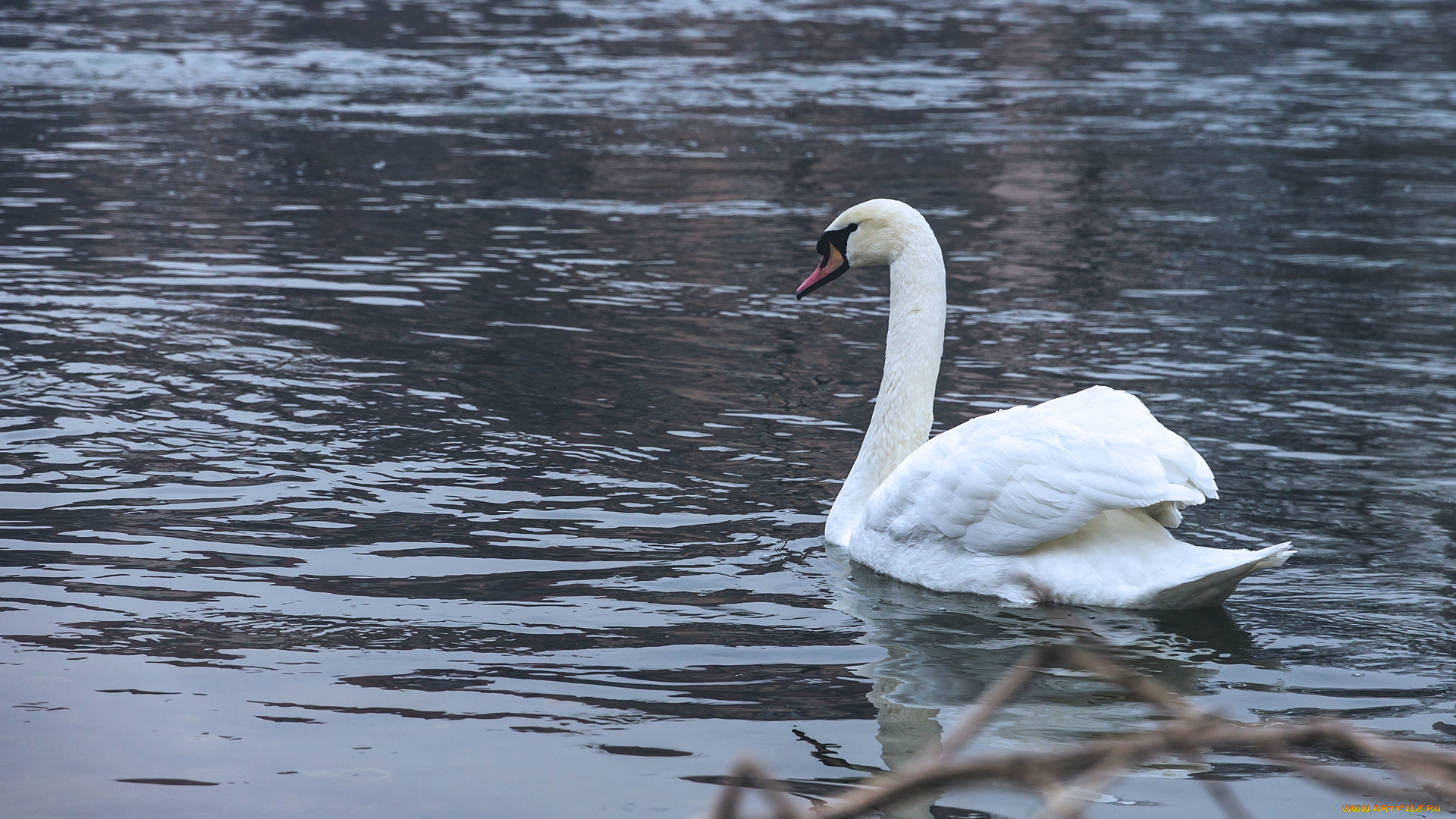 животные, лебеди, лебедь
