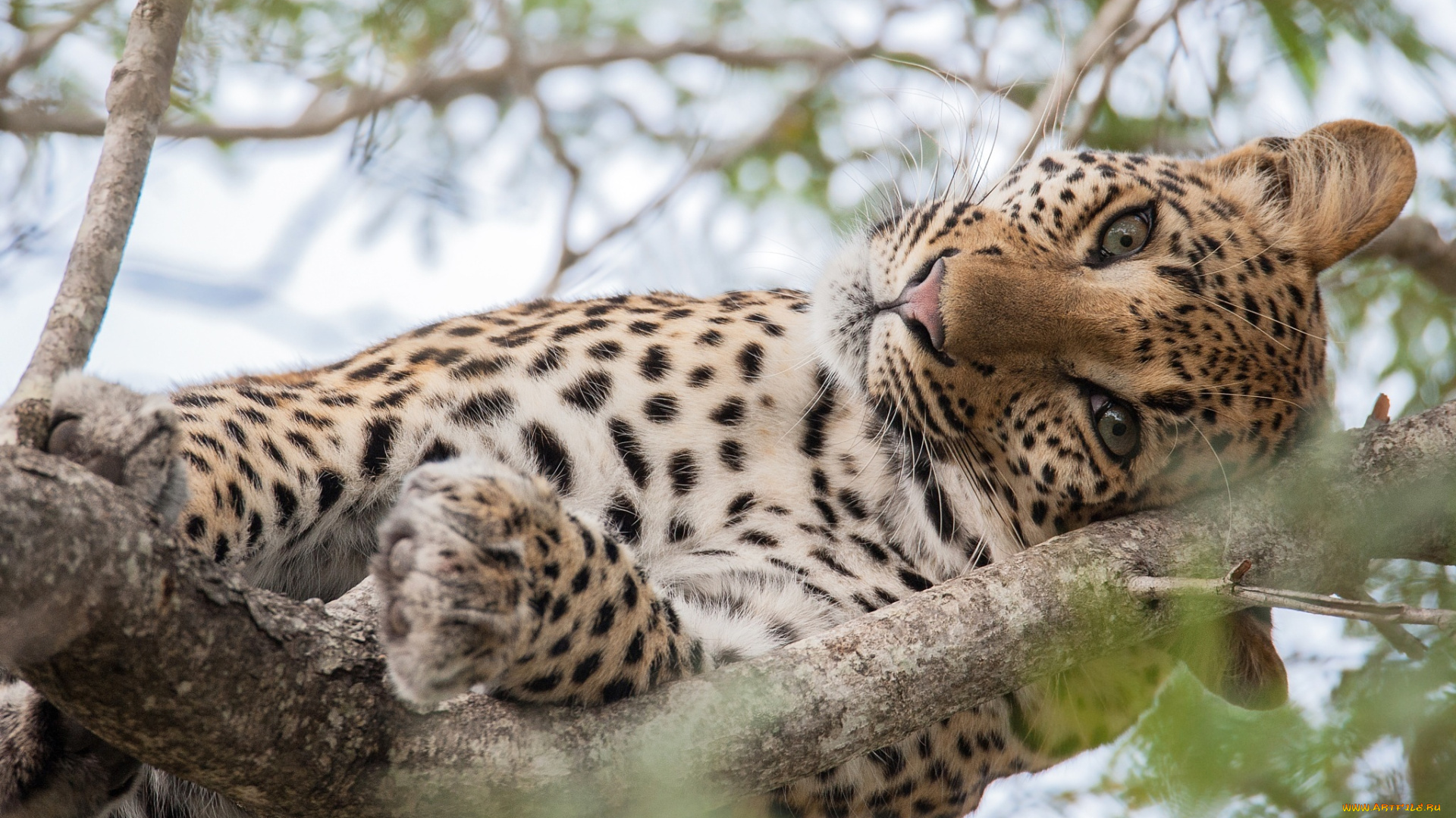 животные, леопарды, леопард, взгляд, кошка, дерево, большая, глаза