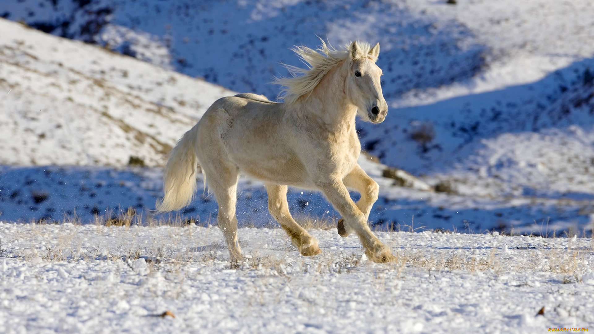 животные, лошади, склоны, поле, галоп, зима, снег, белый, конь, лошадь