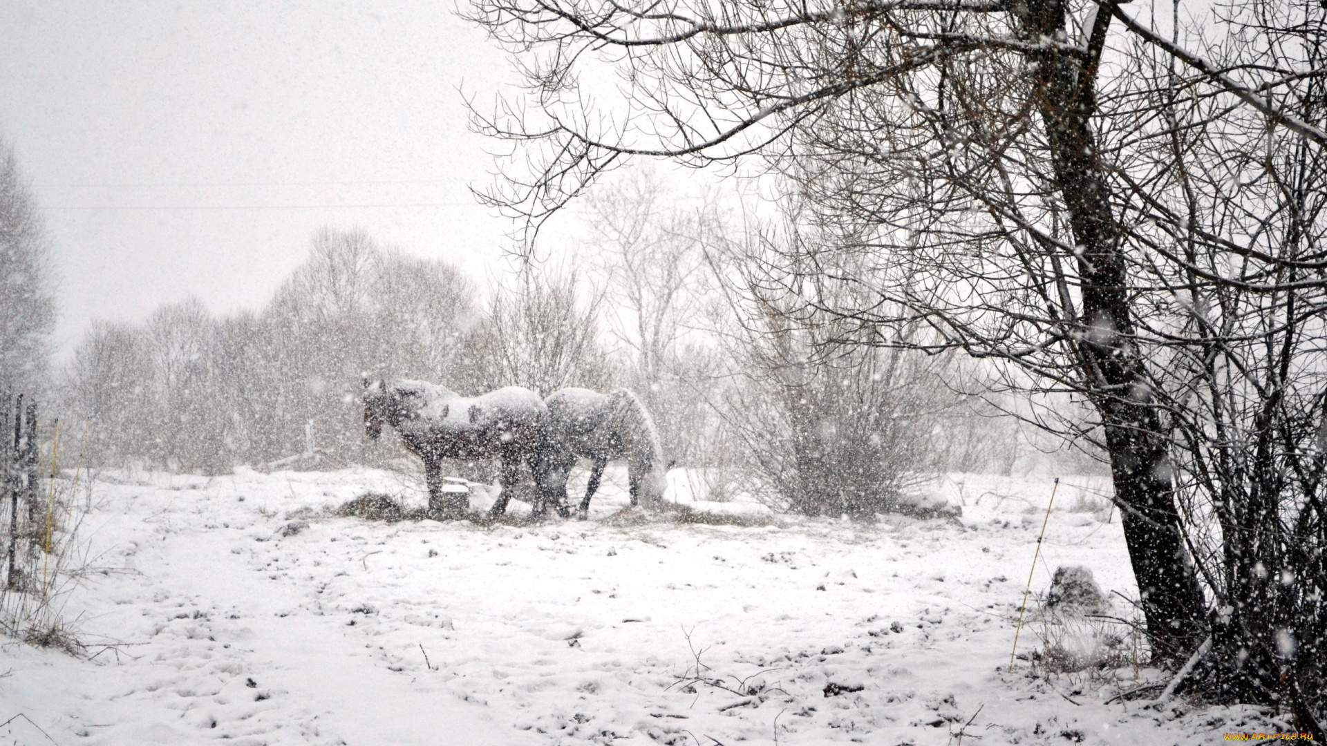 животные, лошади, снегопад, снег, зима, кусты, деревья