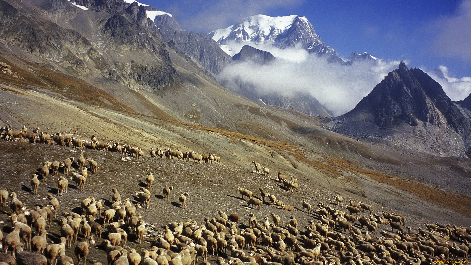животные, овцы, , бараны, горы