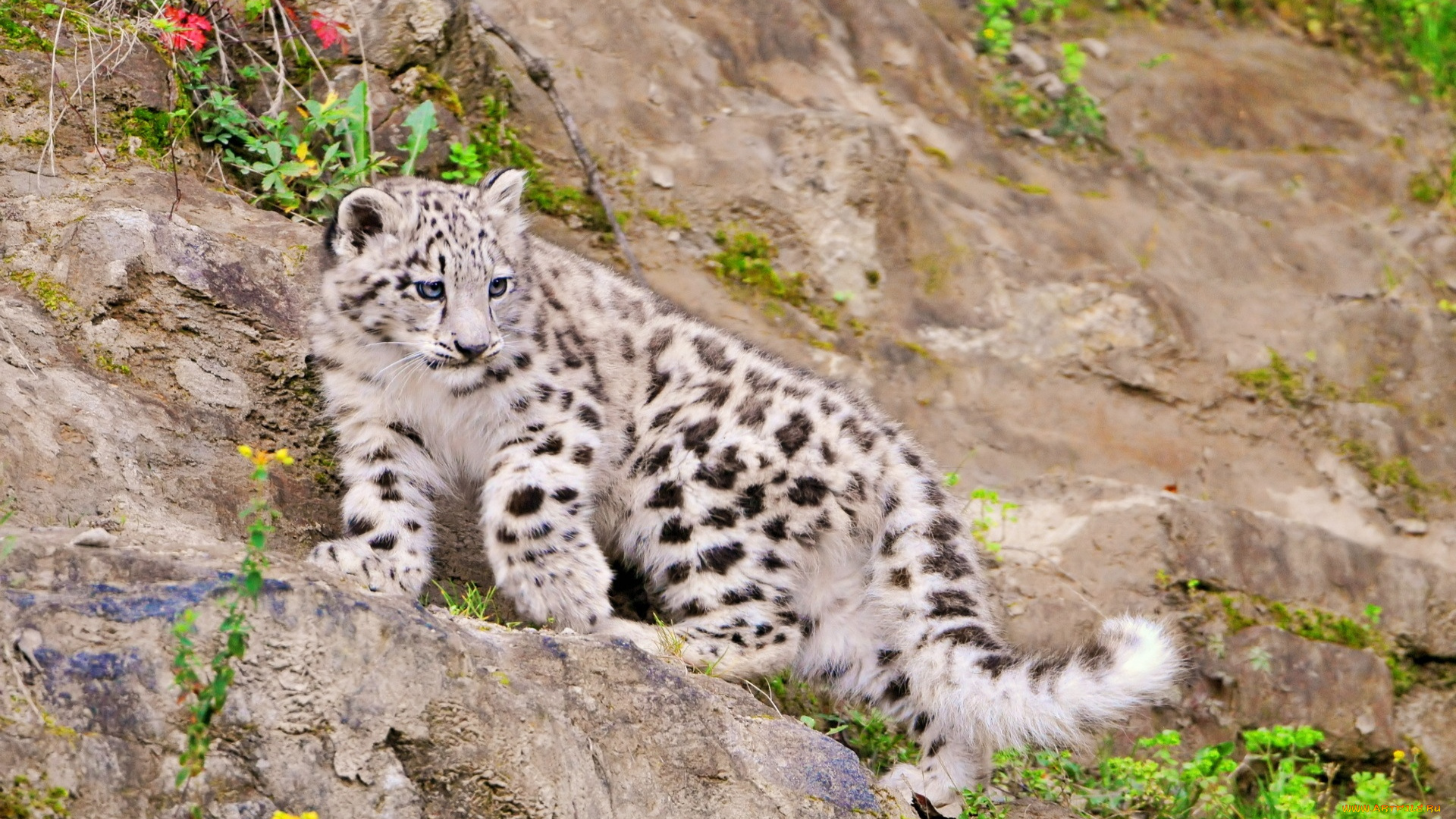 животные, снежный, барс, , ирбис, барс, котенок, скала, трава, цветы