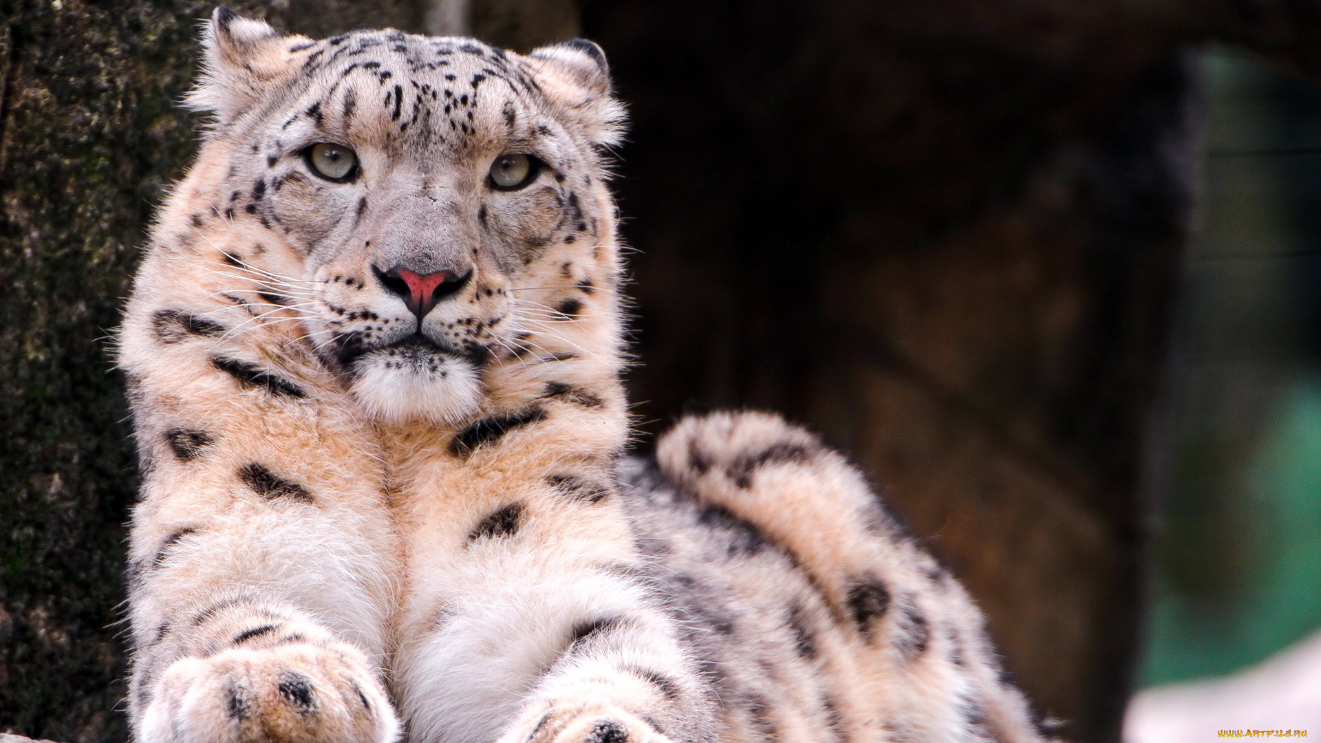 животные, снежный, барс, , ирбис, барс, зверь, хищник