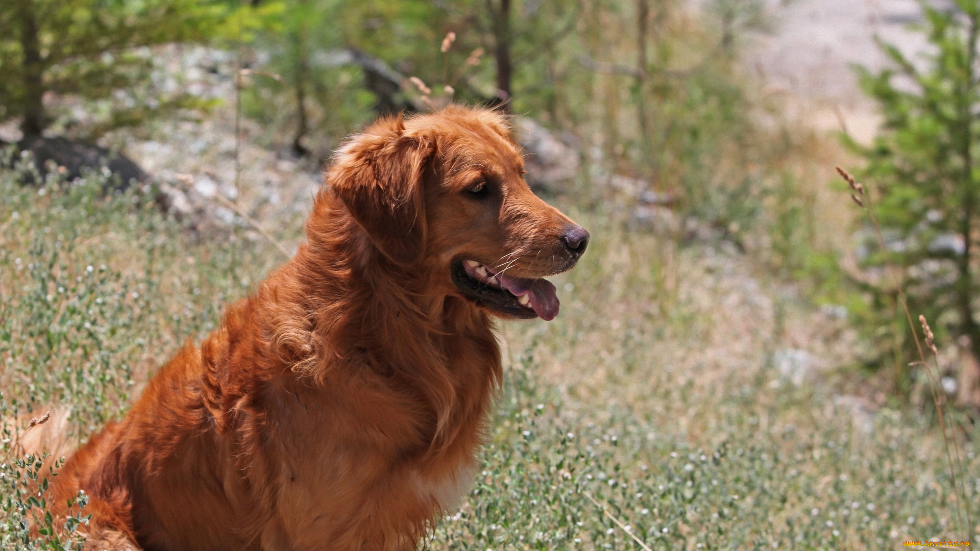 животные, собаки, лес, собака, взгляд