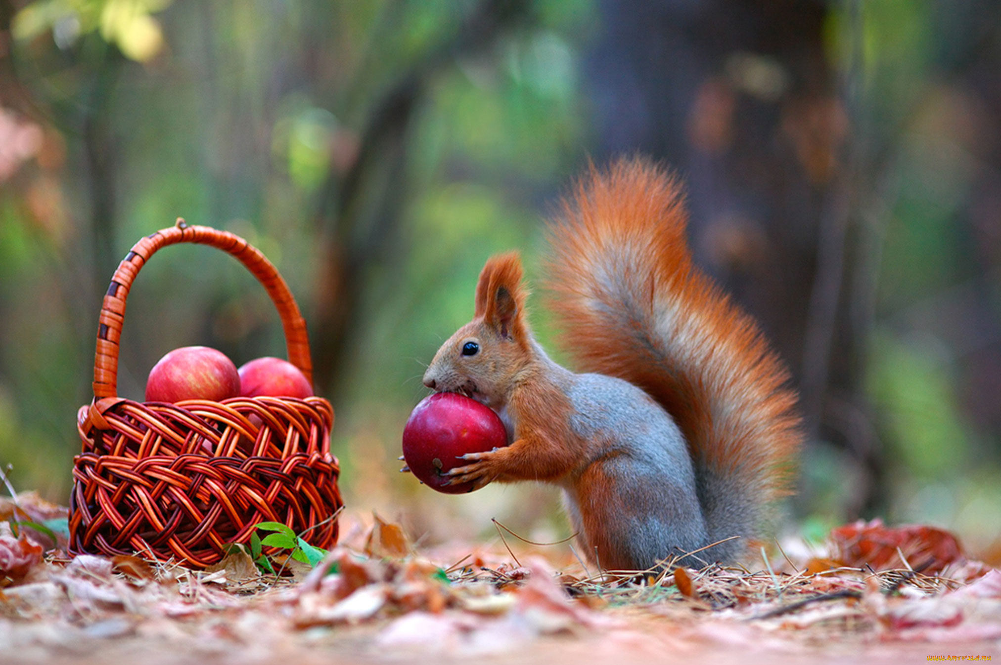 животные, белки, белка