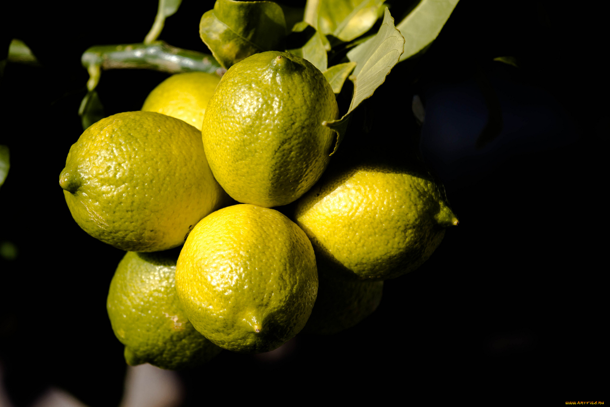 еда, цитрусы, лимоны