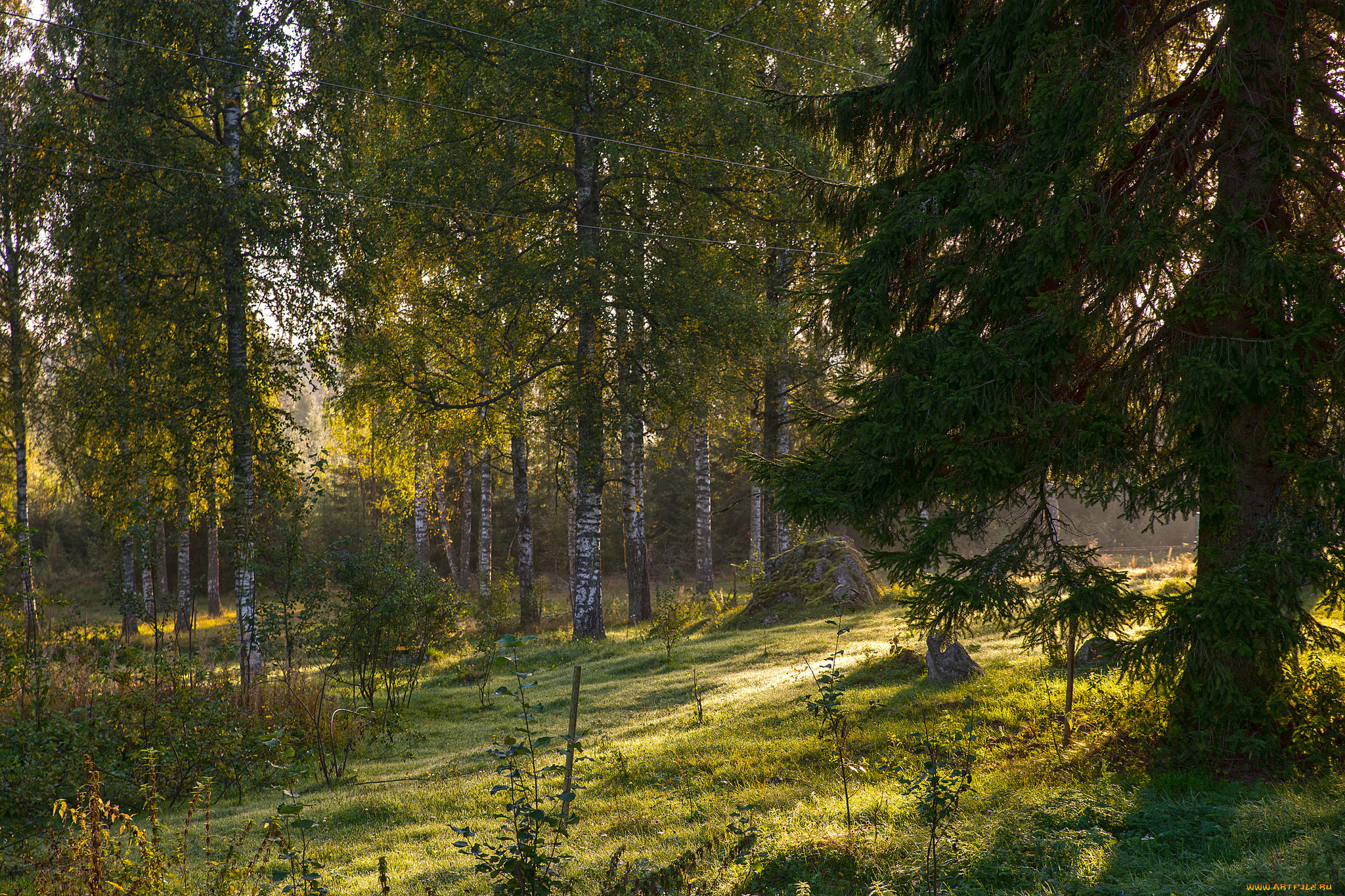 природа, лес, деревья