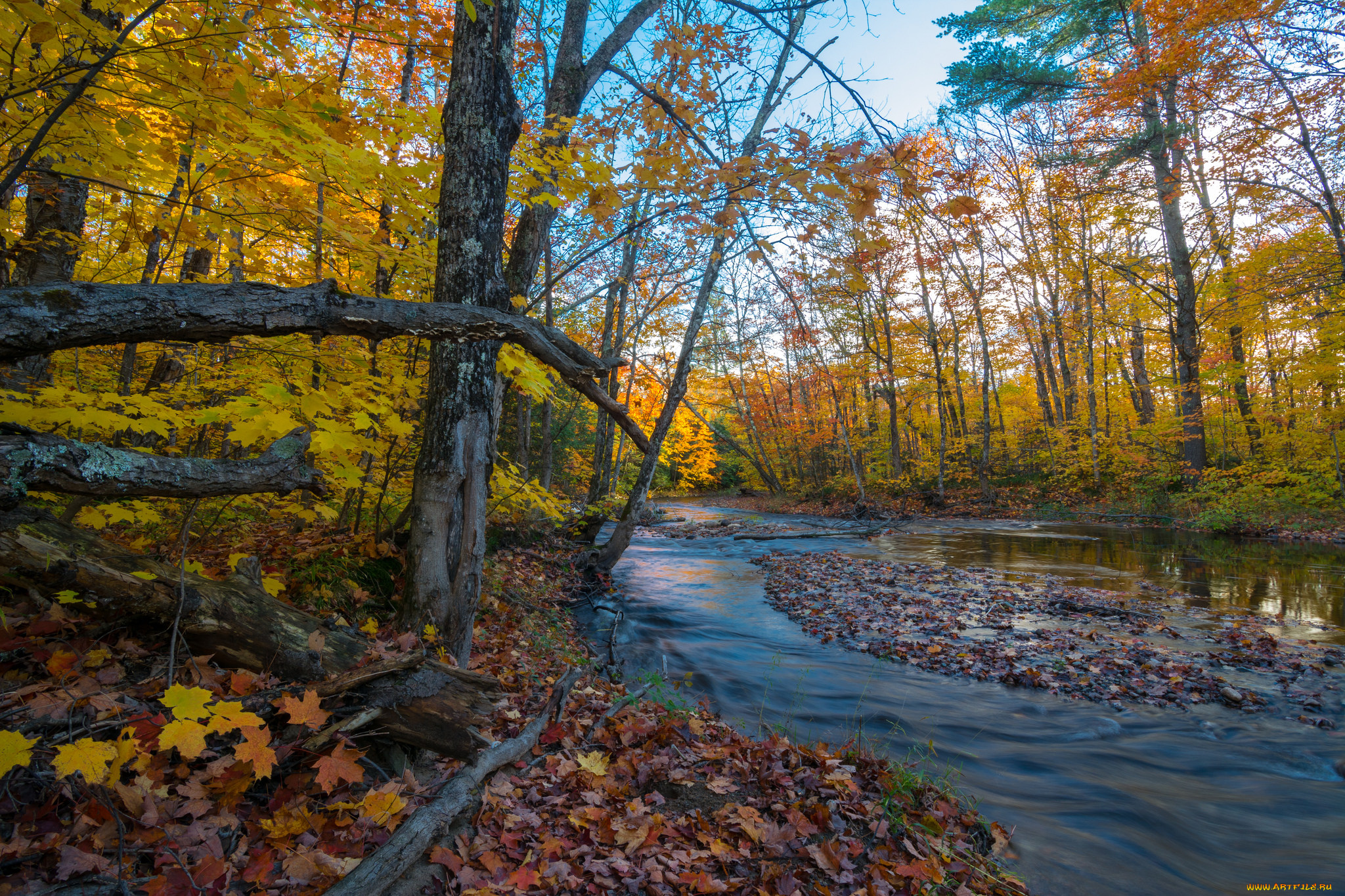 природа, реки, озера, лес, река