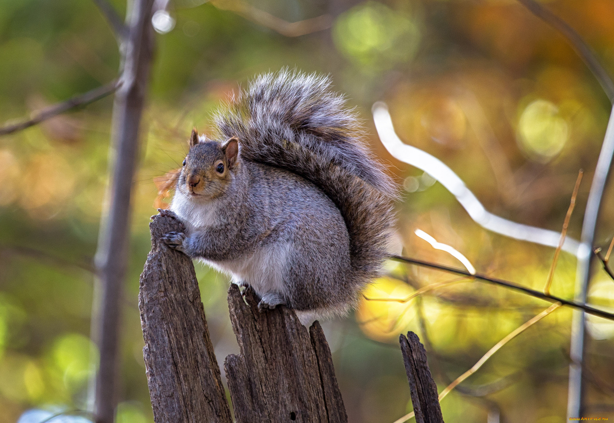 животные, белки, белка
