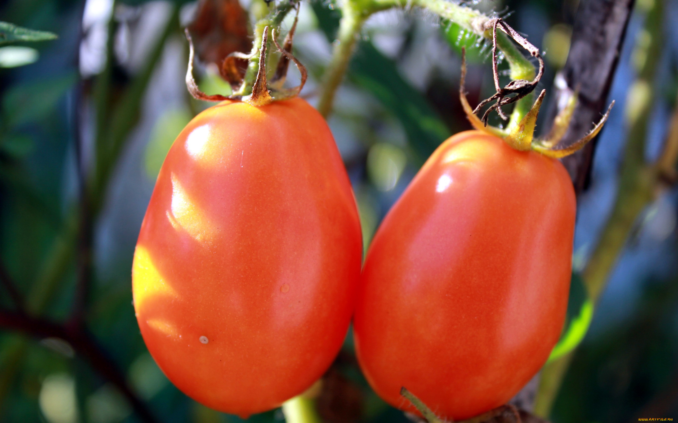 природа, плоды, помидоры, томаты