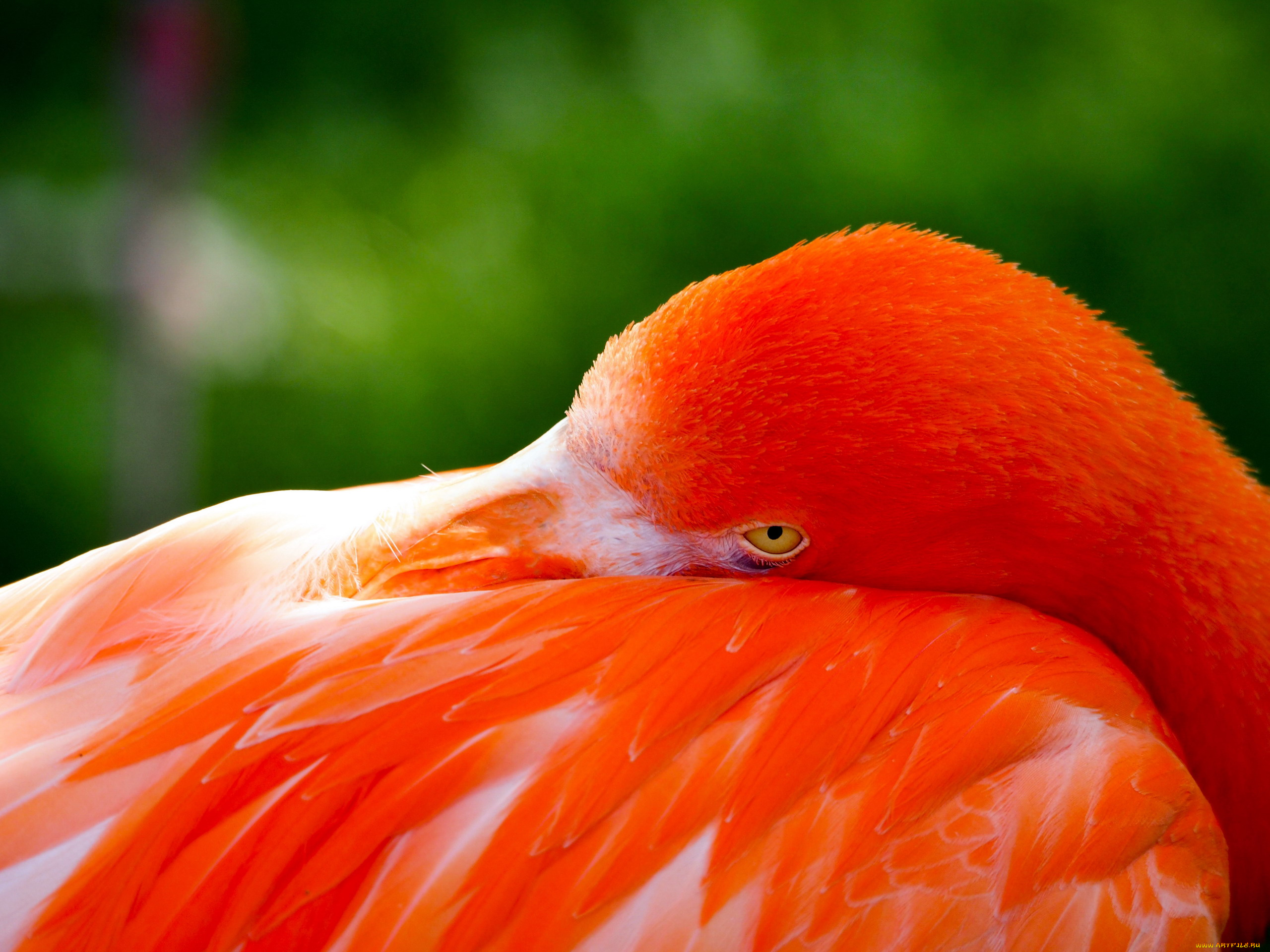 животные, фламинго, розовый