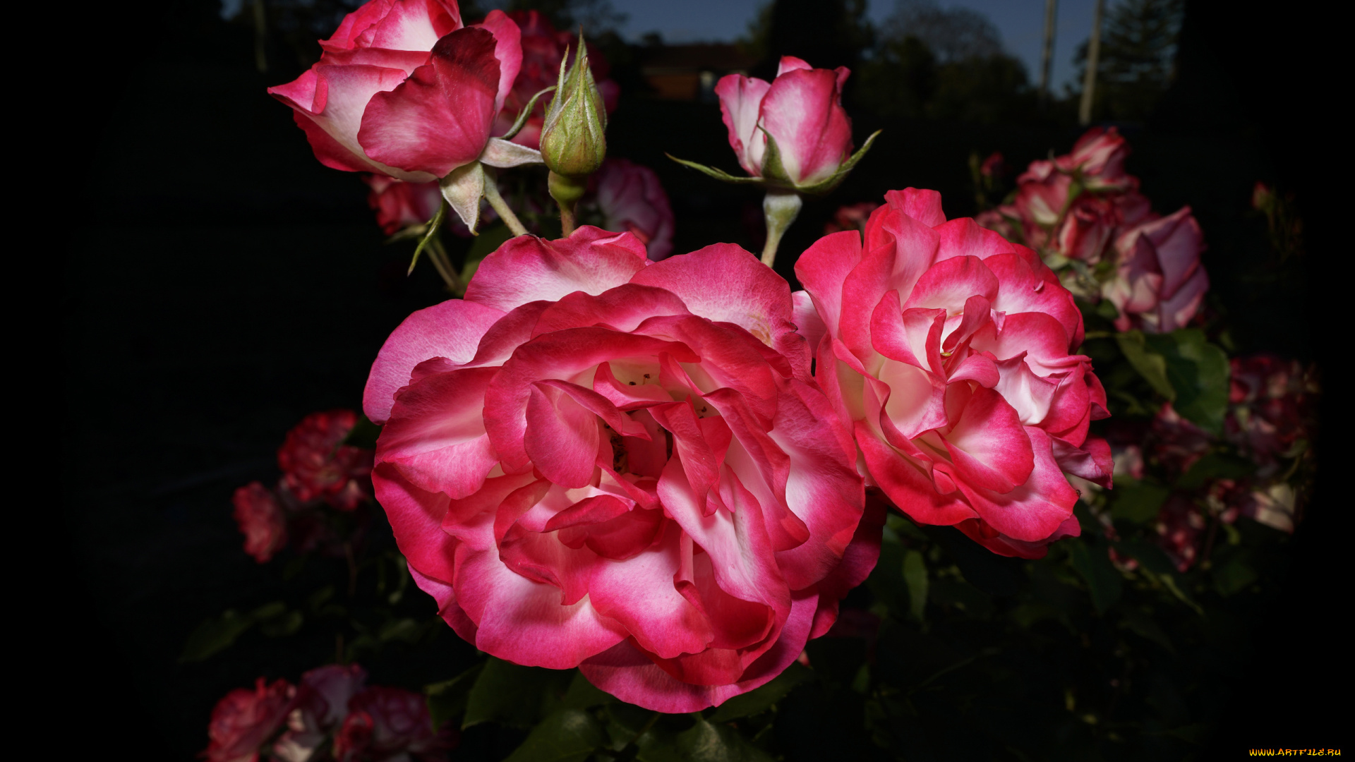 цветы, розы, бутоны