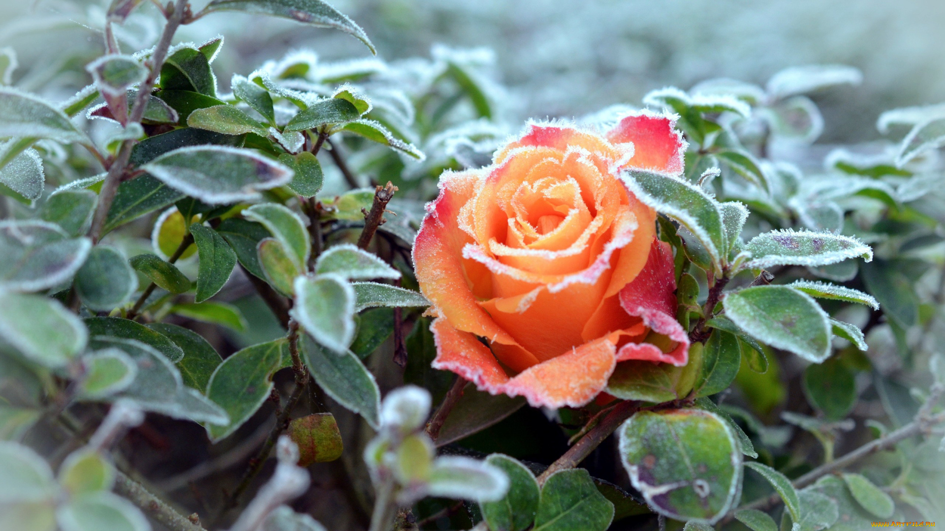 цветы, розы, иней